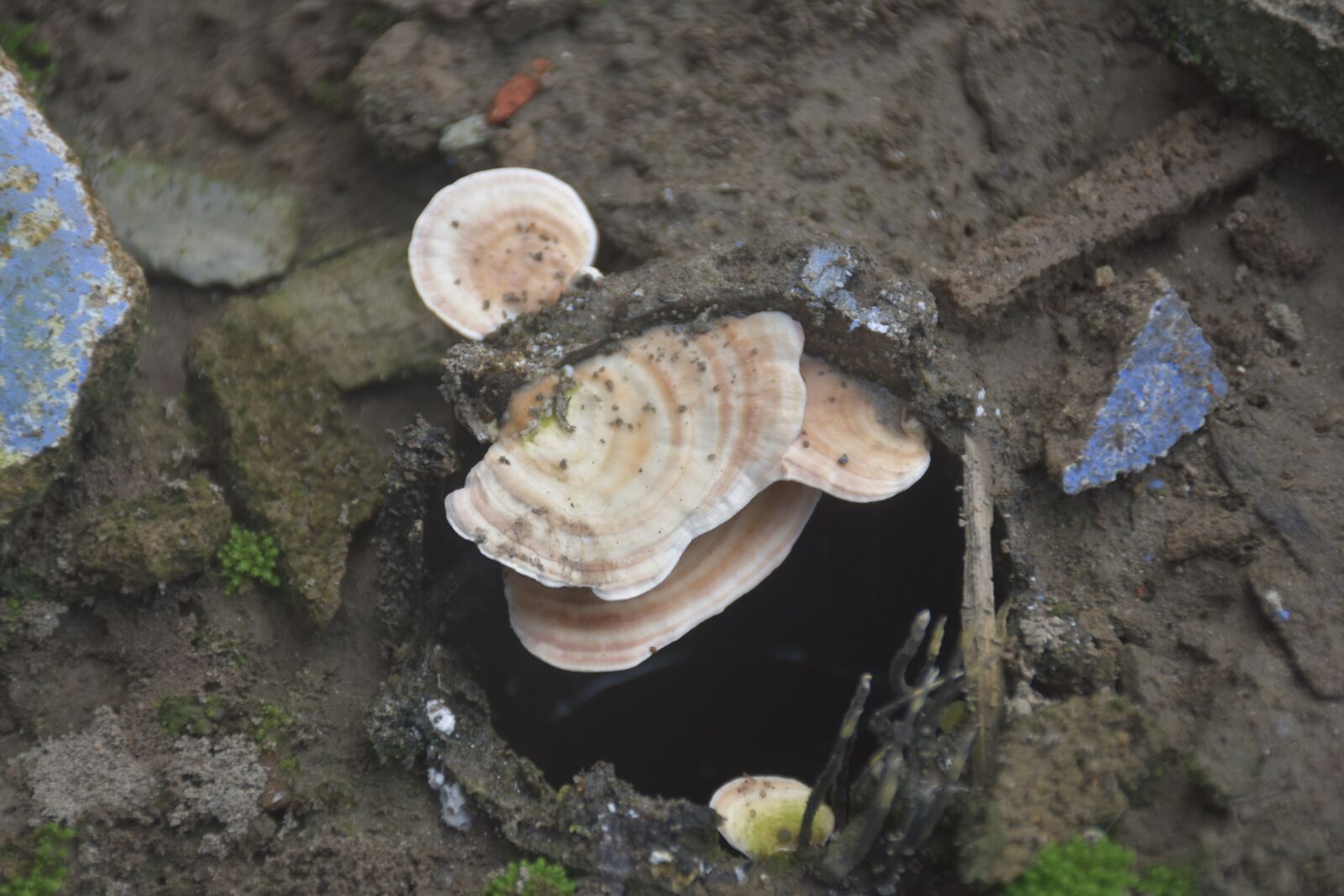 Nikon D5600 sample photo. Fungus, white fungus, funge photography