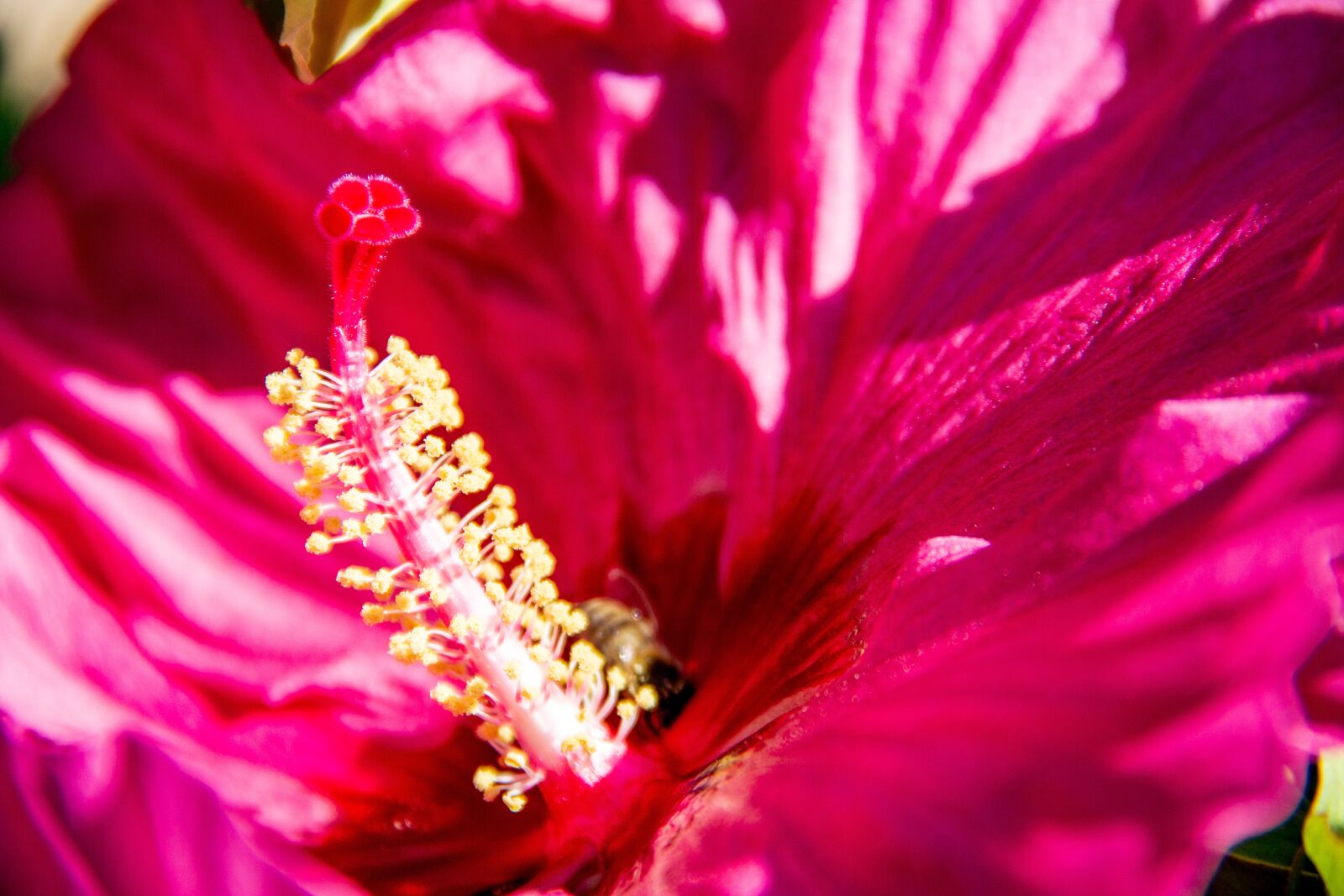 Canon EOS 60D + Canon EF-S 18-135mm F3.5-5.6 IS sample photo. Hibiscus, nectar, blossom photography