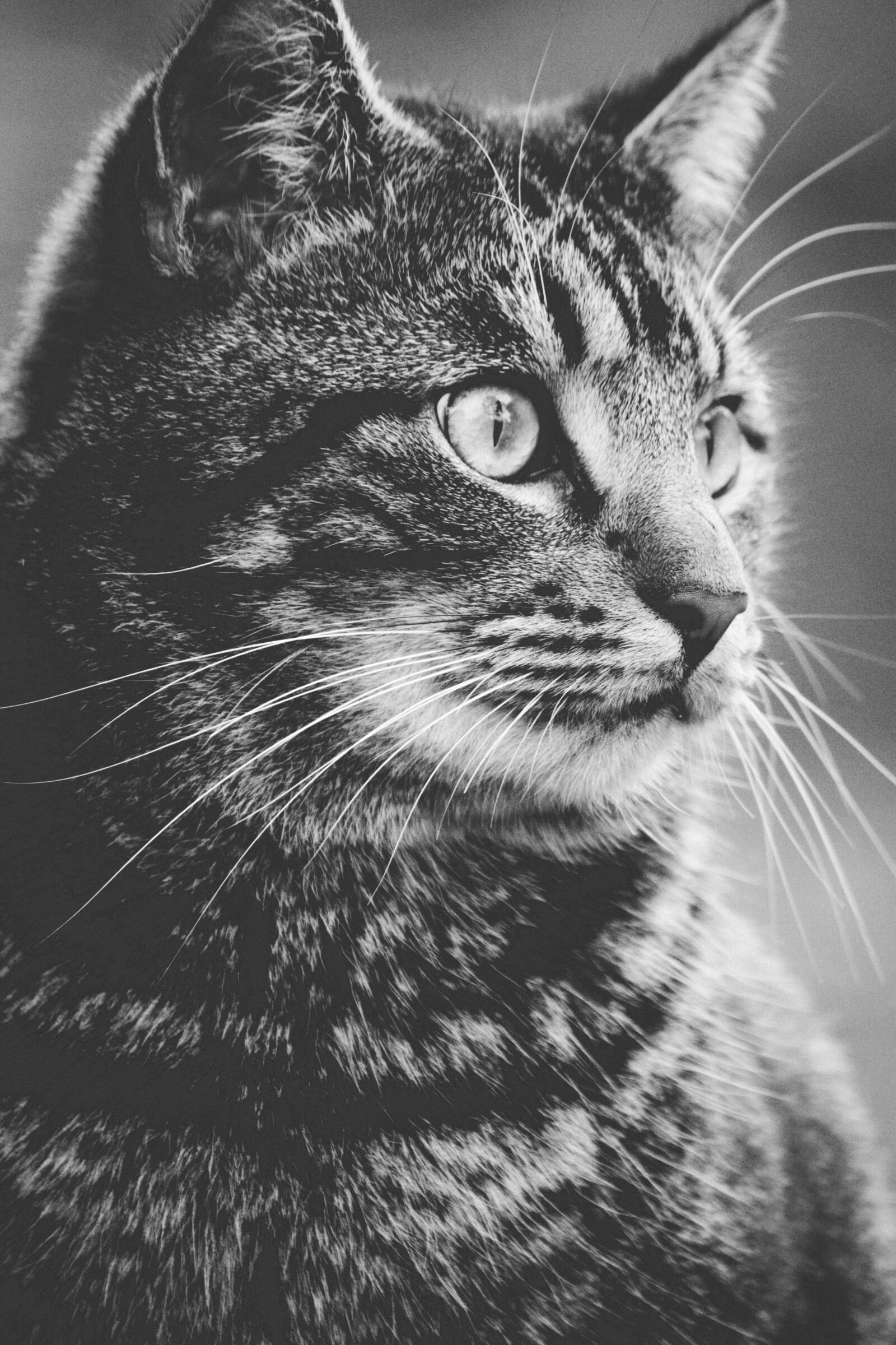 Canon EOS 600D (Rebel EOS T3i / EOS Kiss X5) sample photo. Adorable, animal, cat photography