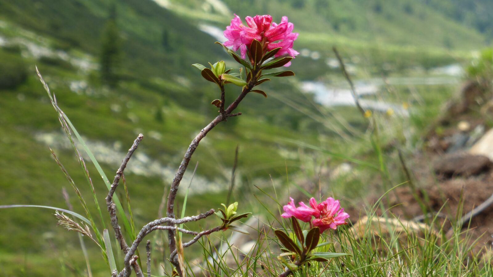 Panasonic Lumix DMC-ZS25 (Lumix DMC-TZ35) sample photo. Austria, landscape, nature photography