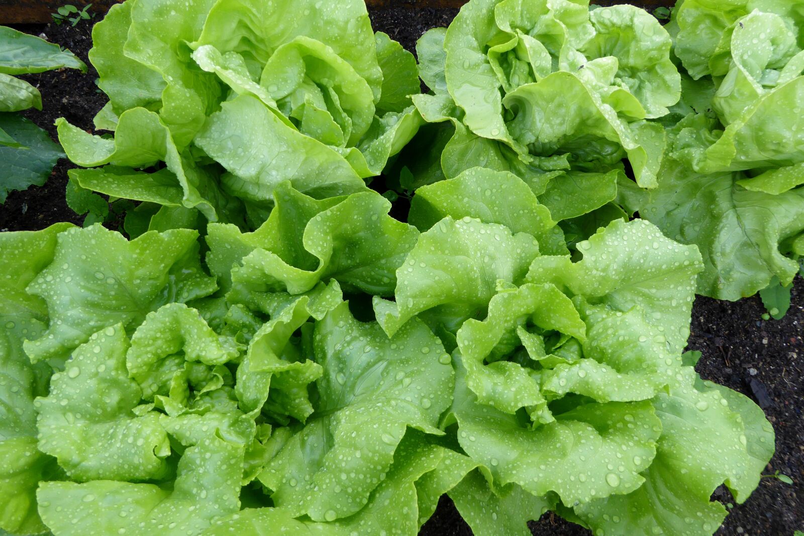 Panasonic Lumix DMC-ZS40 (Lumix DMC-TZ60) sample photo. Lettuce, salad, leaf lettuce photography