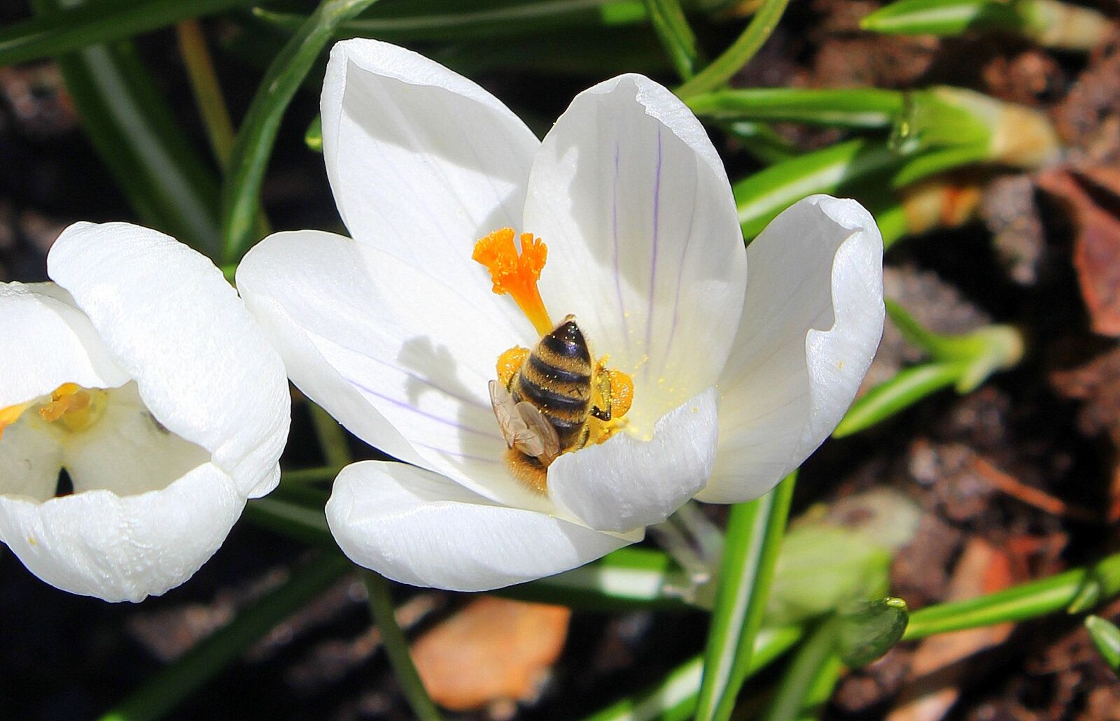 Canon EOS 1200D (EOS Rebel T5 / EOS Kiss X70 / EOS Hi) sample photo. Nature, flower, plant photography