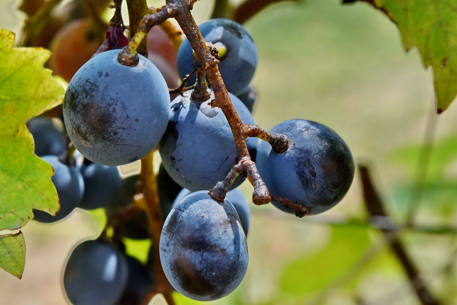 Nikon D5500 sample photo. Grapes, grapevine, organic, vine photography