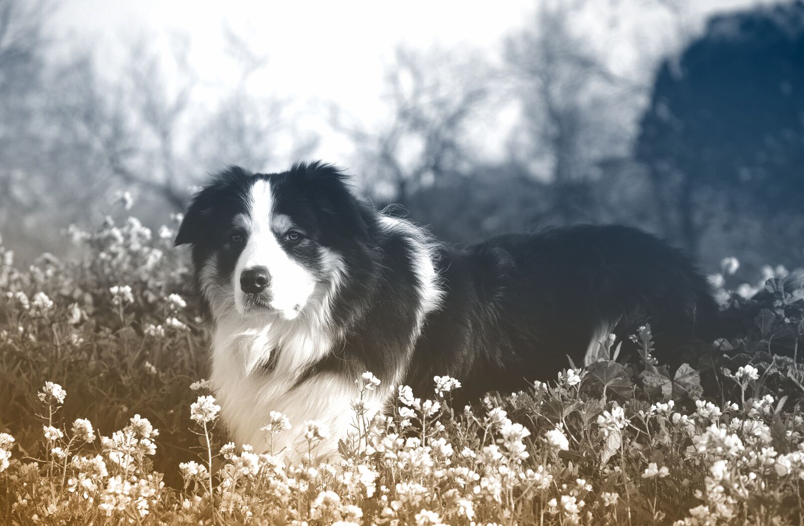 Canon EOS 5D Mark III sample photo. Dog, canine, mammal photography