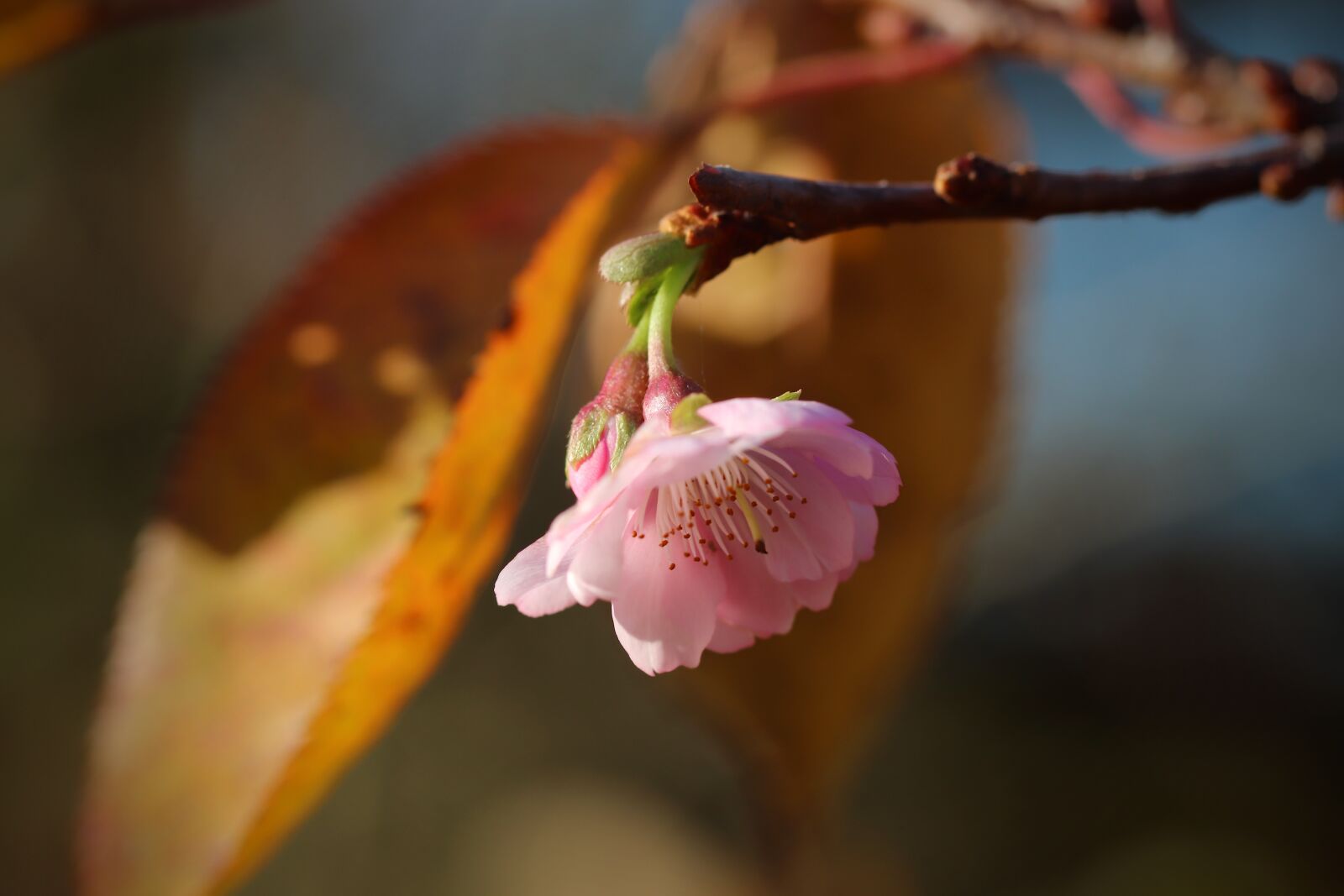 Canon EOS 800D (EOS Rebel T7i / EOS Kiss X9i) sample photo. Flowering twig, almond blossom photography