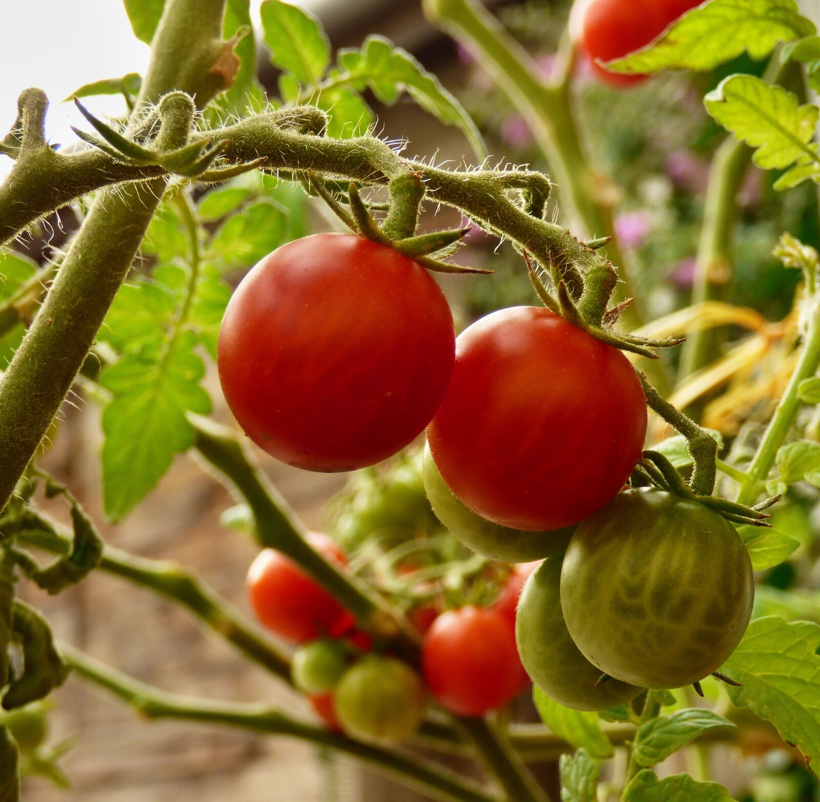 Panasonic DMC-FZ72 sample photo. Tomato, vegetables, cultivation photography