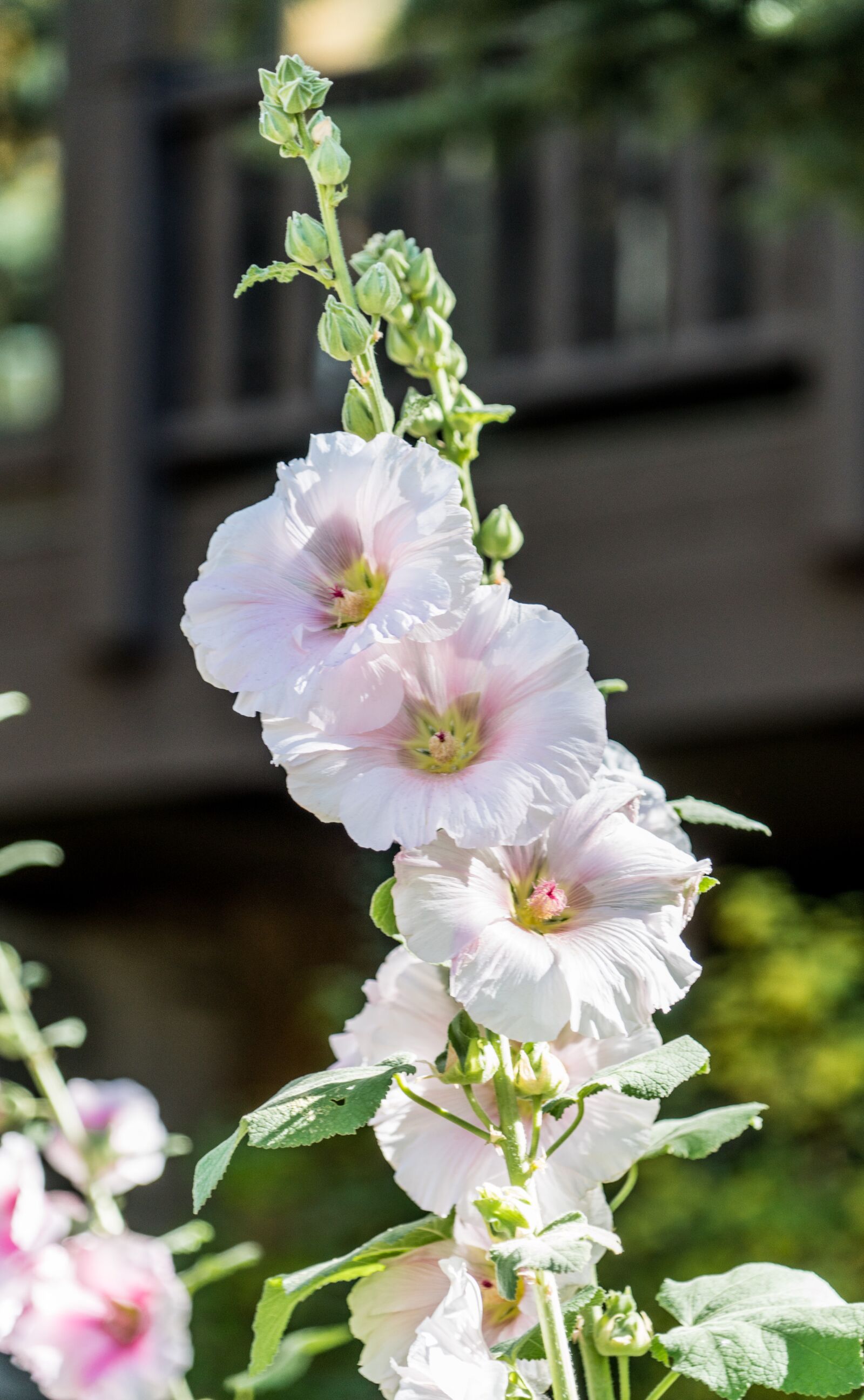 Sony a7R II + Sony FE 24-240mm F3.5-6.3 OSS sample photo. Flowers, garden, lupine photography