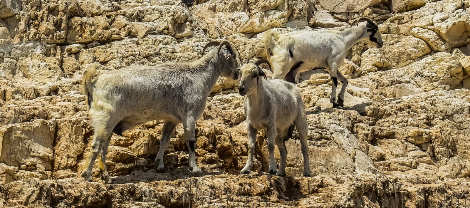 Nikon D3300 sample photo. Nature, animal, mammal photography