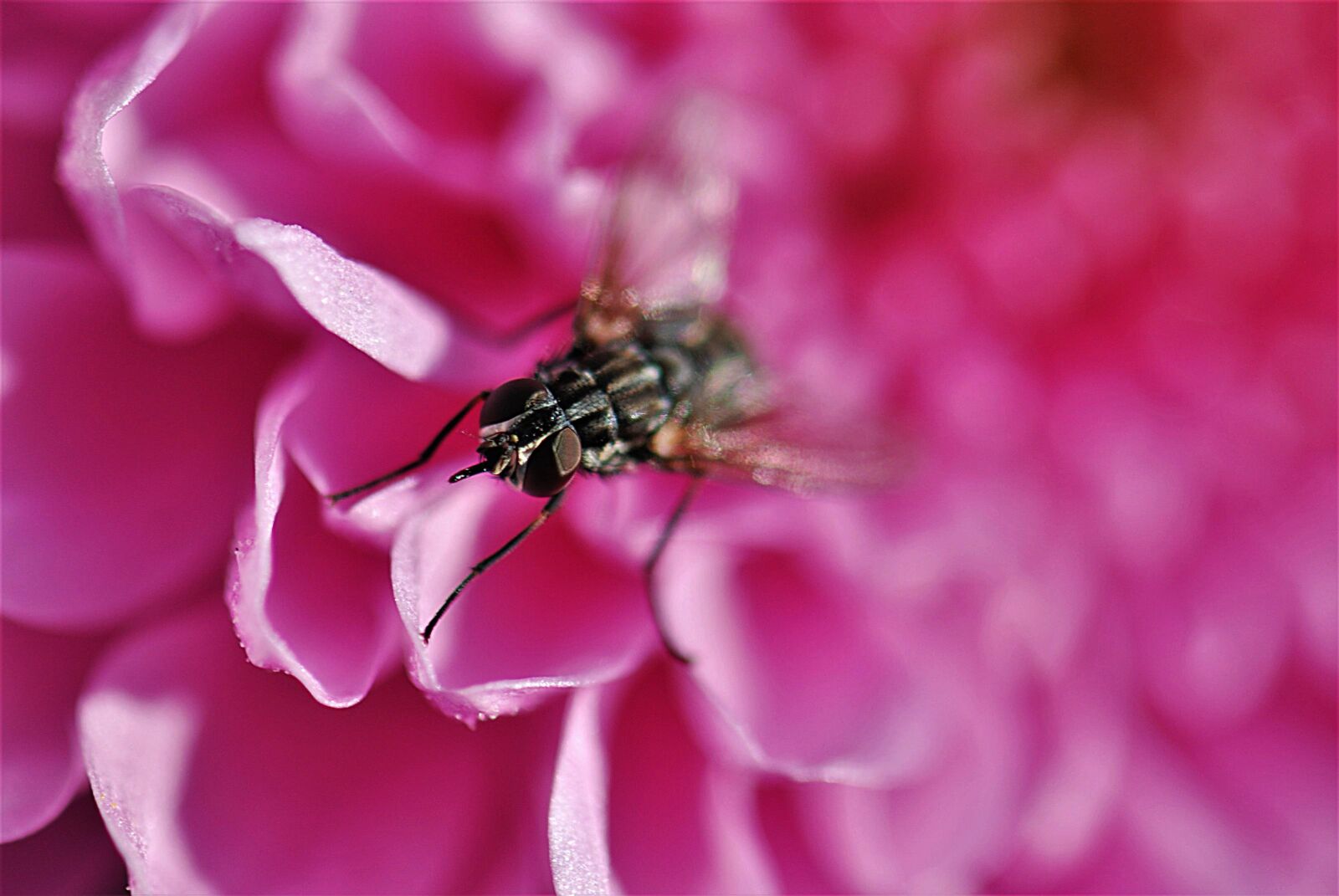 Nikon D80 sample photo. Insect, fly, close up photography