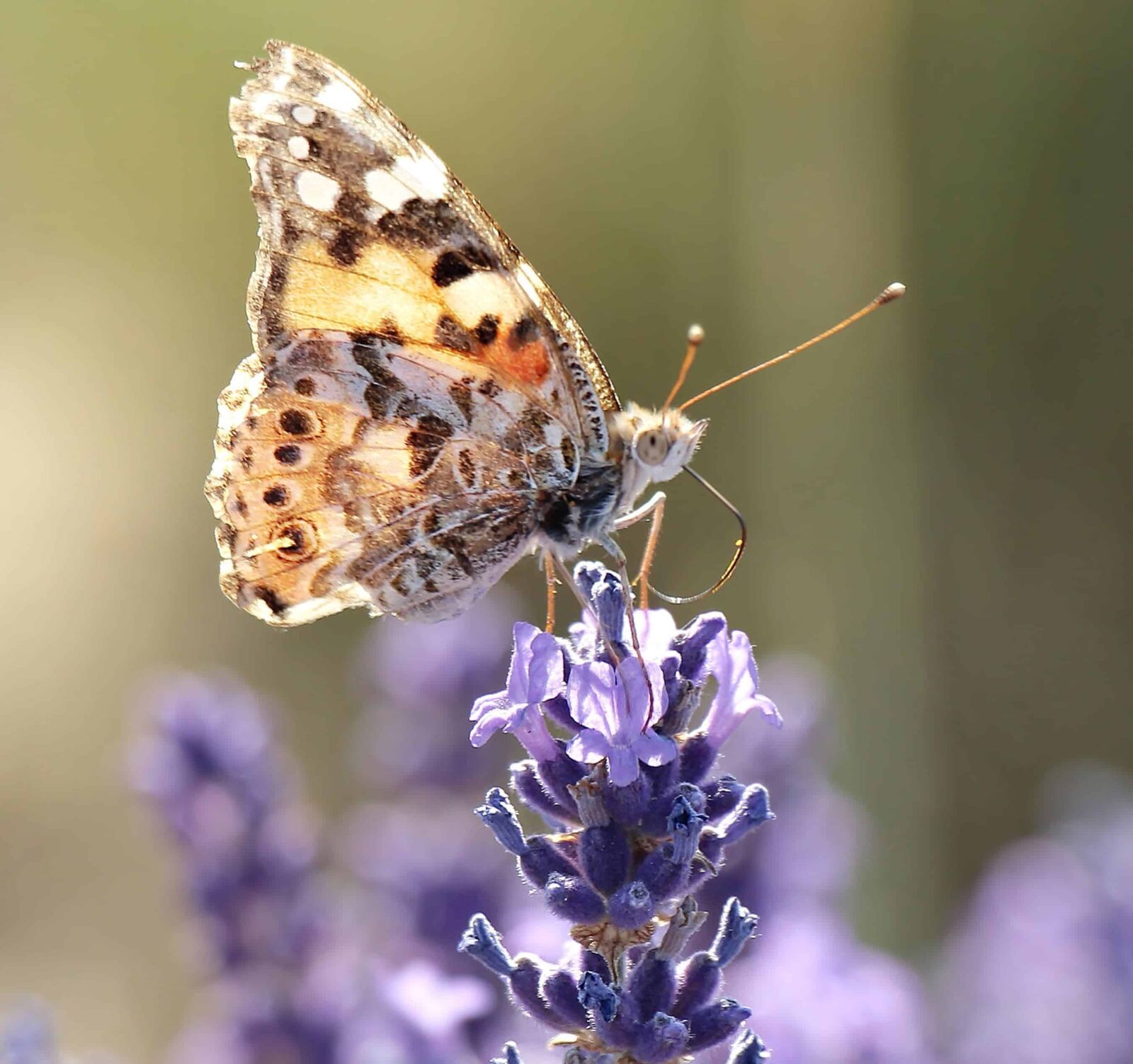Canon EOS 100D (EOS Rebel SL1 / EOS Kiss X7) sample photo. Brown butterfly, flower, nature photography