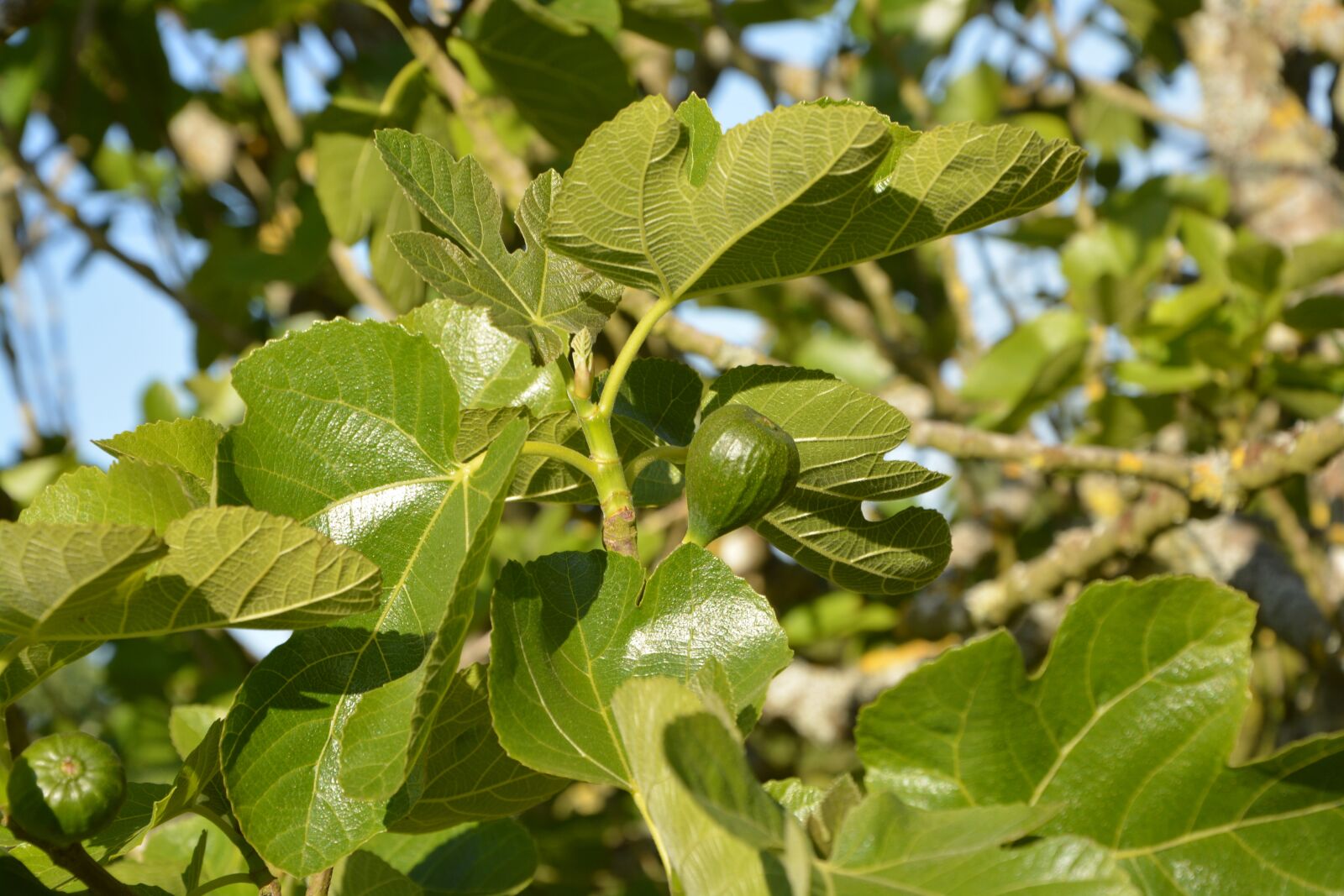 Nikon D5200 sample photo. Fig, tree fig tree photography