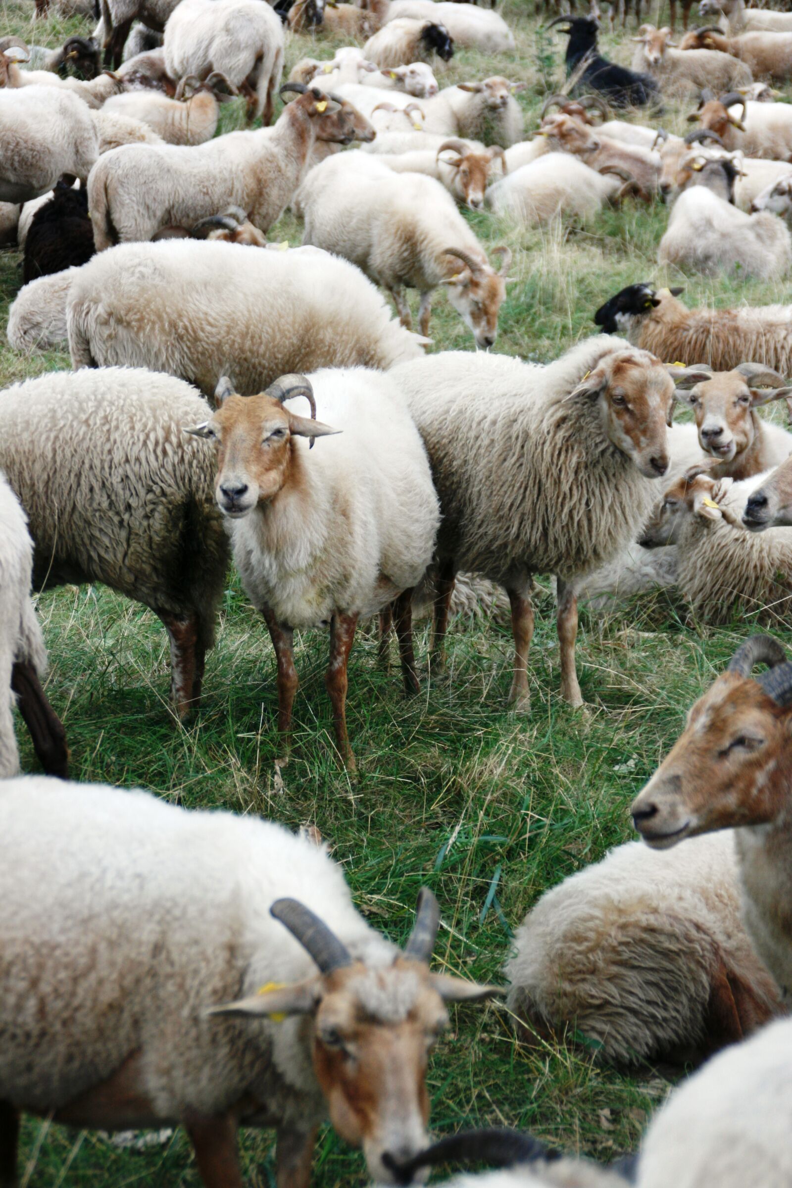 Canon EOS 400D (EOS Digital Rebel XTi / EOS Kiss Digital X) sample photo. Sheep, heather s, heide photography