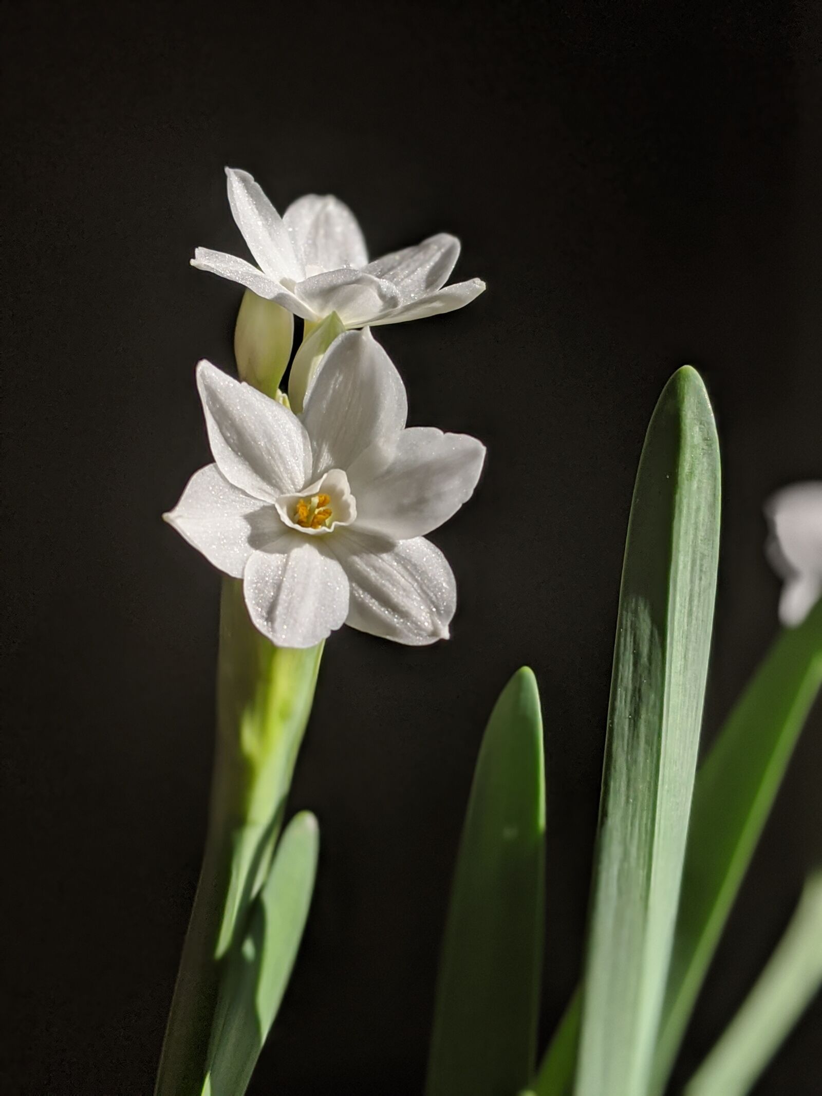 Google Pixel 3a sample photo. White, flowers, bouquet photography