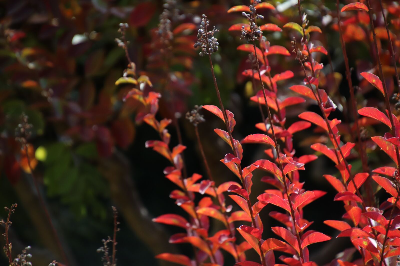 Canon EOS 800D (EOS Rebel T7i / EOS Kiss X9i) sample photo. Leaf, foliage, red color photography
