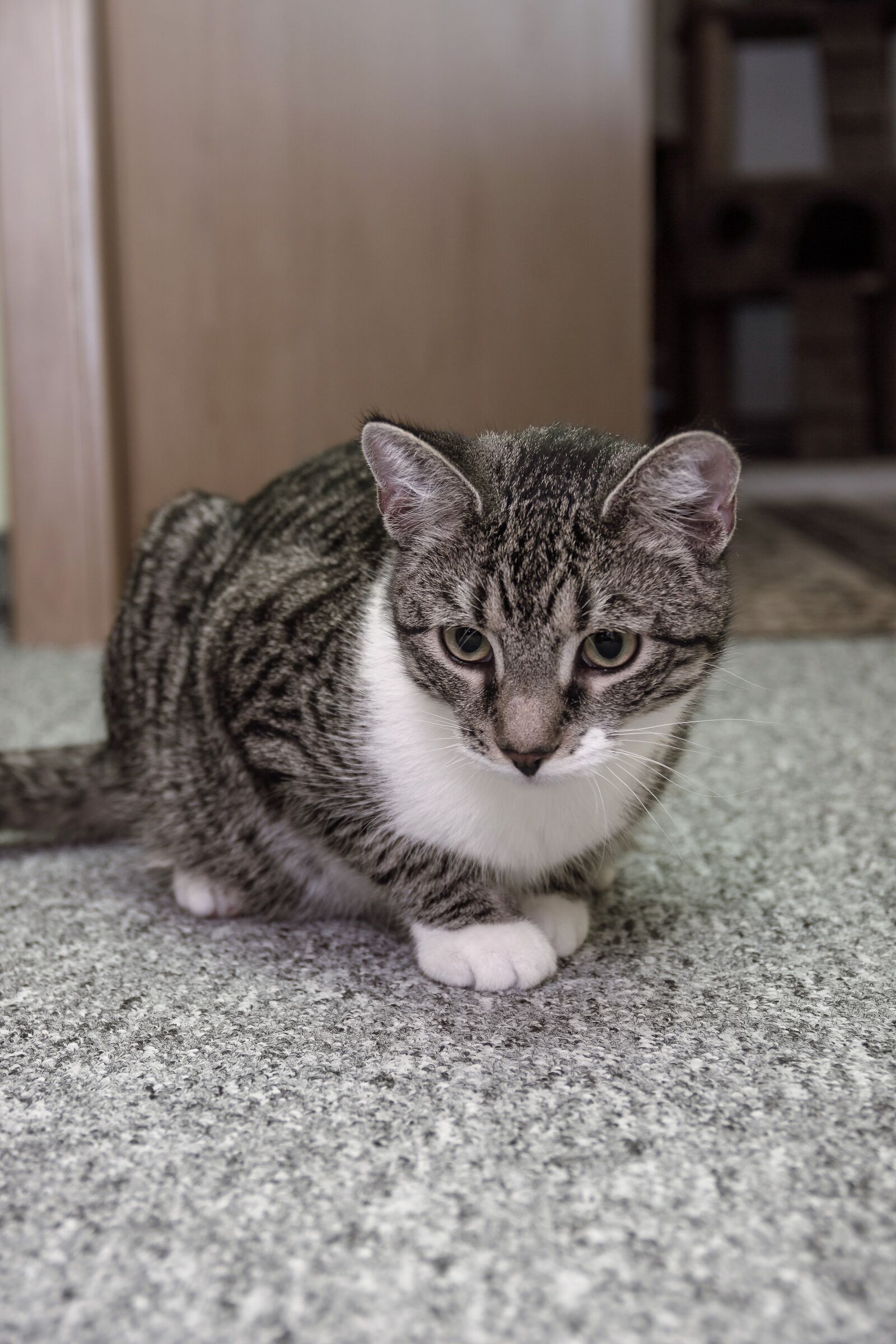 Canon EF-S 18-135mm F3.5-5.6 IS sample photo. Cat, european shorthair, race photography