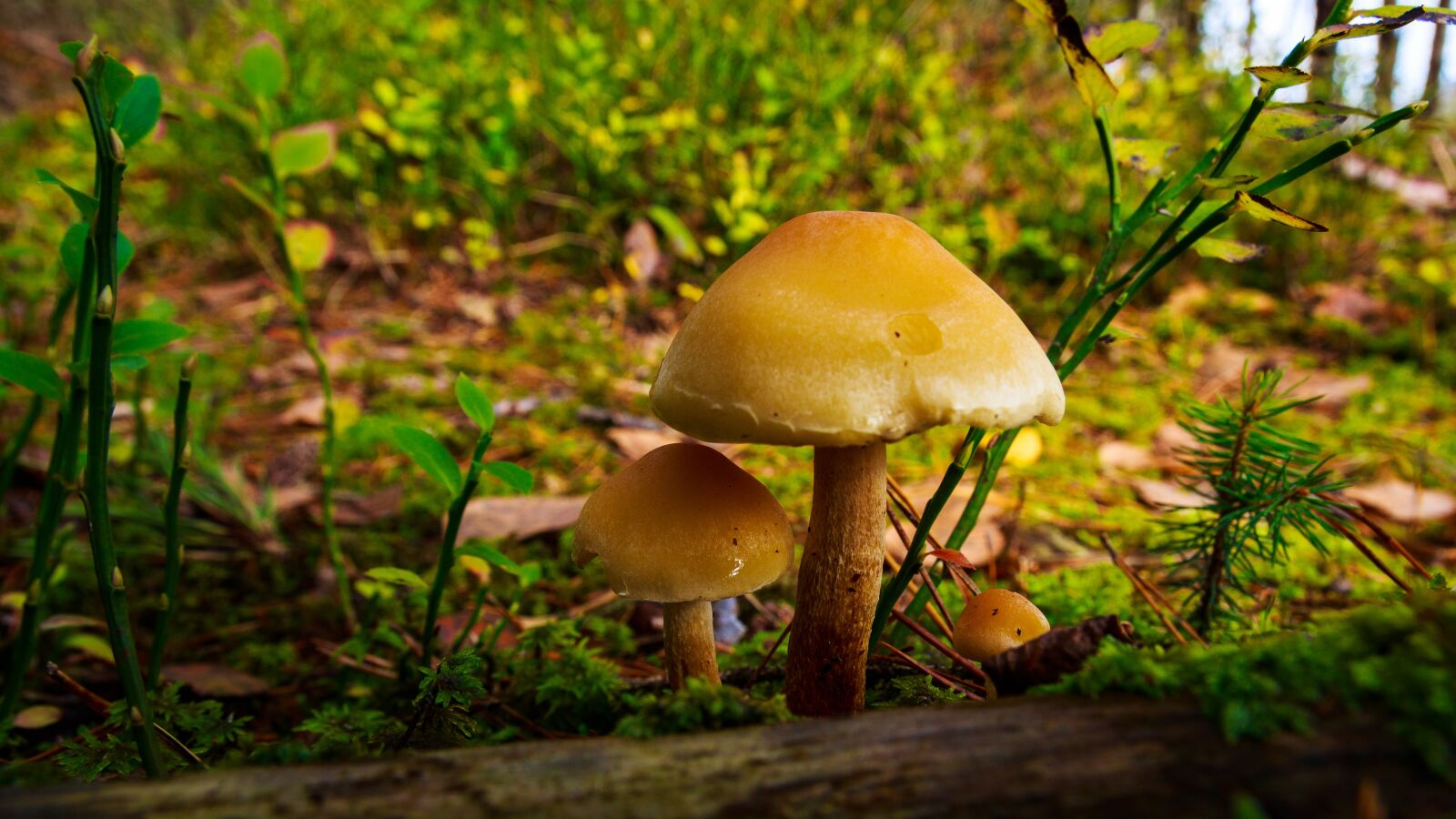 Canon EOS 650D (EOS Rebel T4i / EOS Kiss X6i) sample photo. Mushrooms, forest, autumn photography