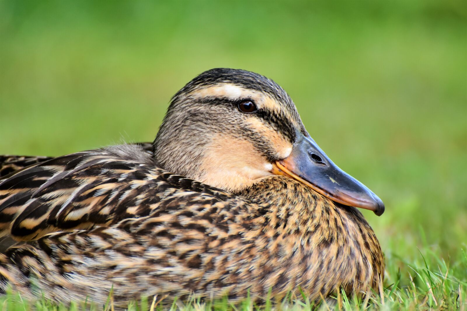 Nikon D7200 sample photo. Duck, bird, water bird photography