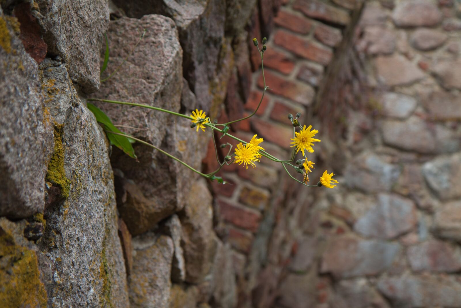 Canon EOS 50D sample photo. Wall, flower, summer photography