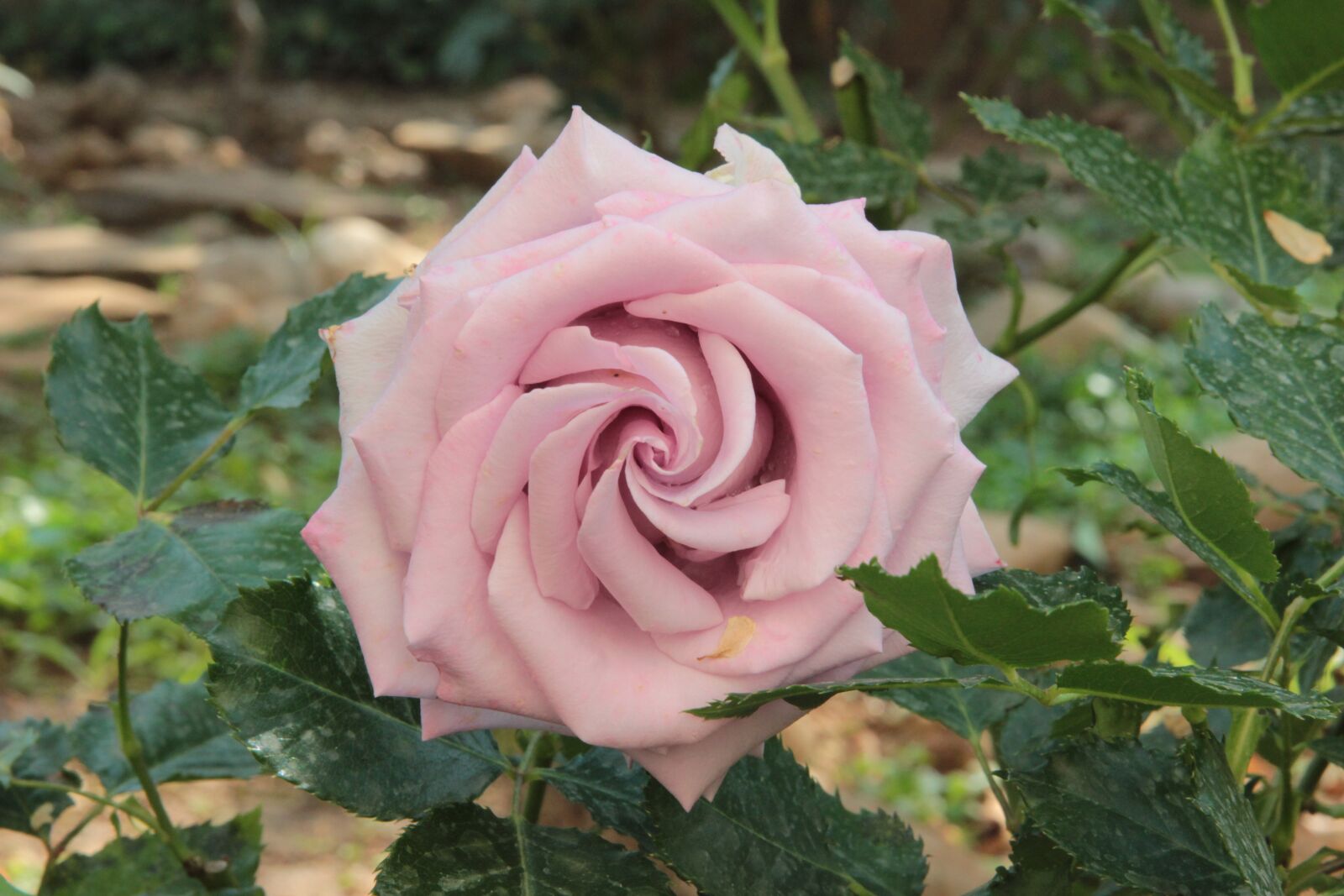 Canon EOS 550D (EOS Rebel T2i / EOS Kiss X4) sample photo. Rose, roses, flower photography