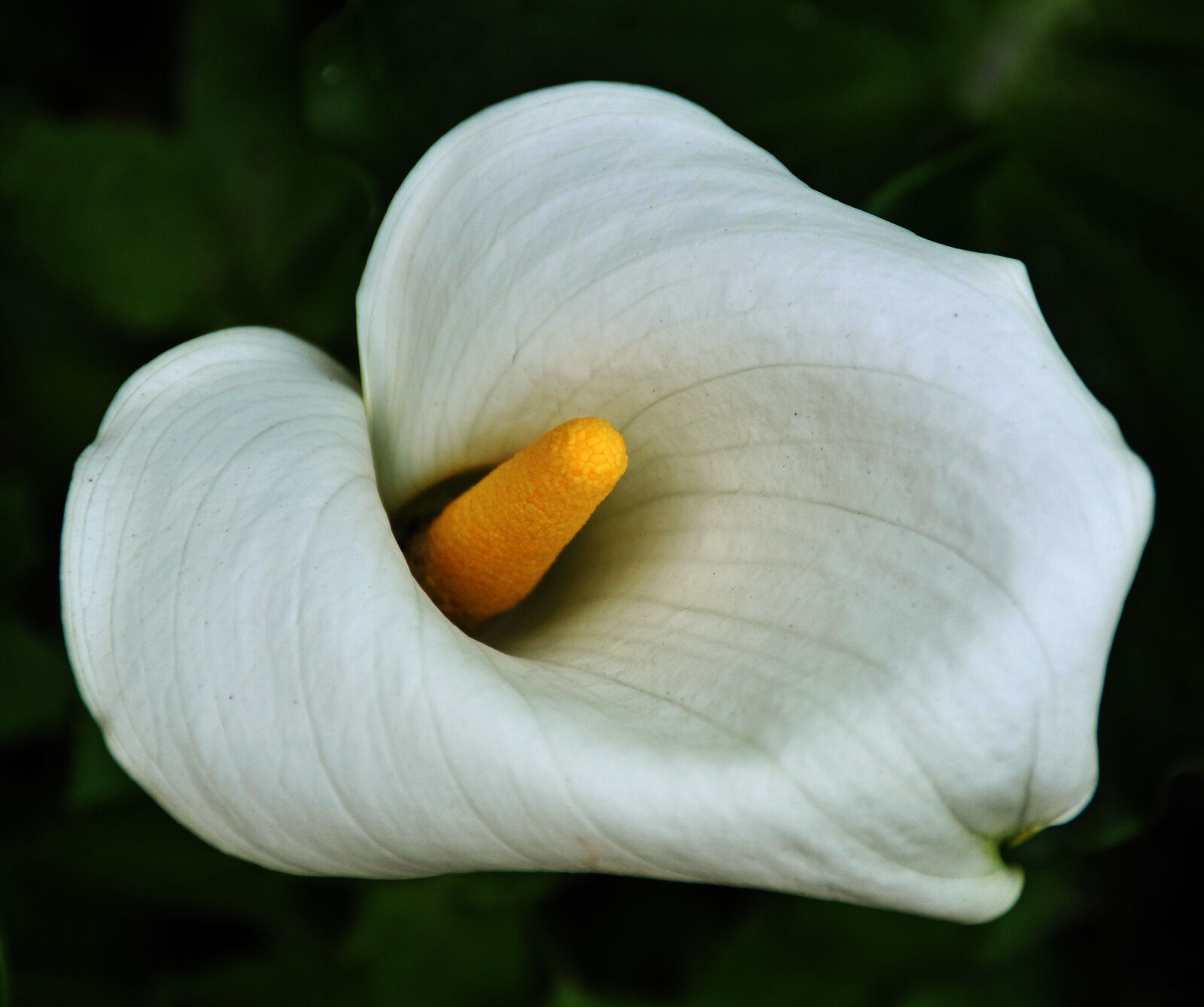 Nikon D300 sample photo. Blooming, flower, flower, veldt photography