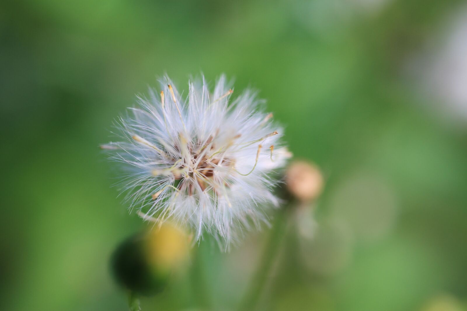 Canon EOS 7D sample photo. Blossom, bloom, seeds was photography