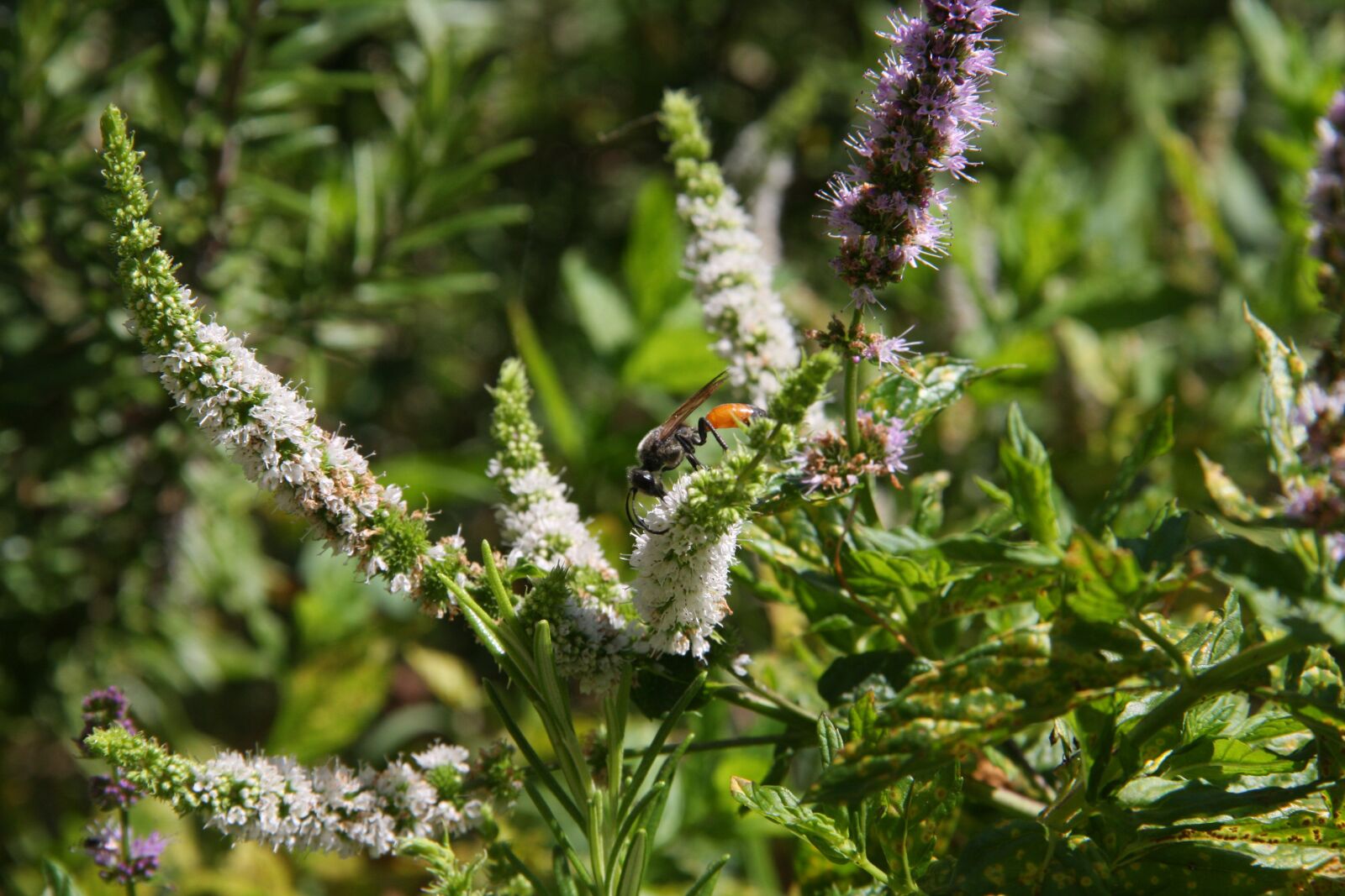 Canon EOS 40D sample photo. Flowers, mint, wasp photography