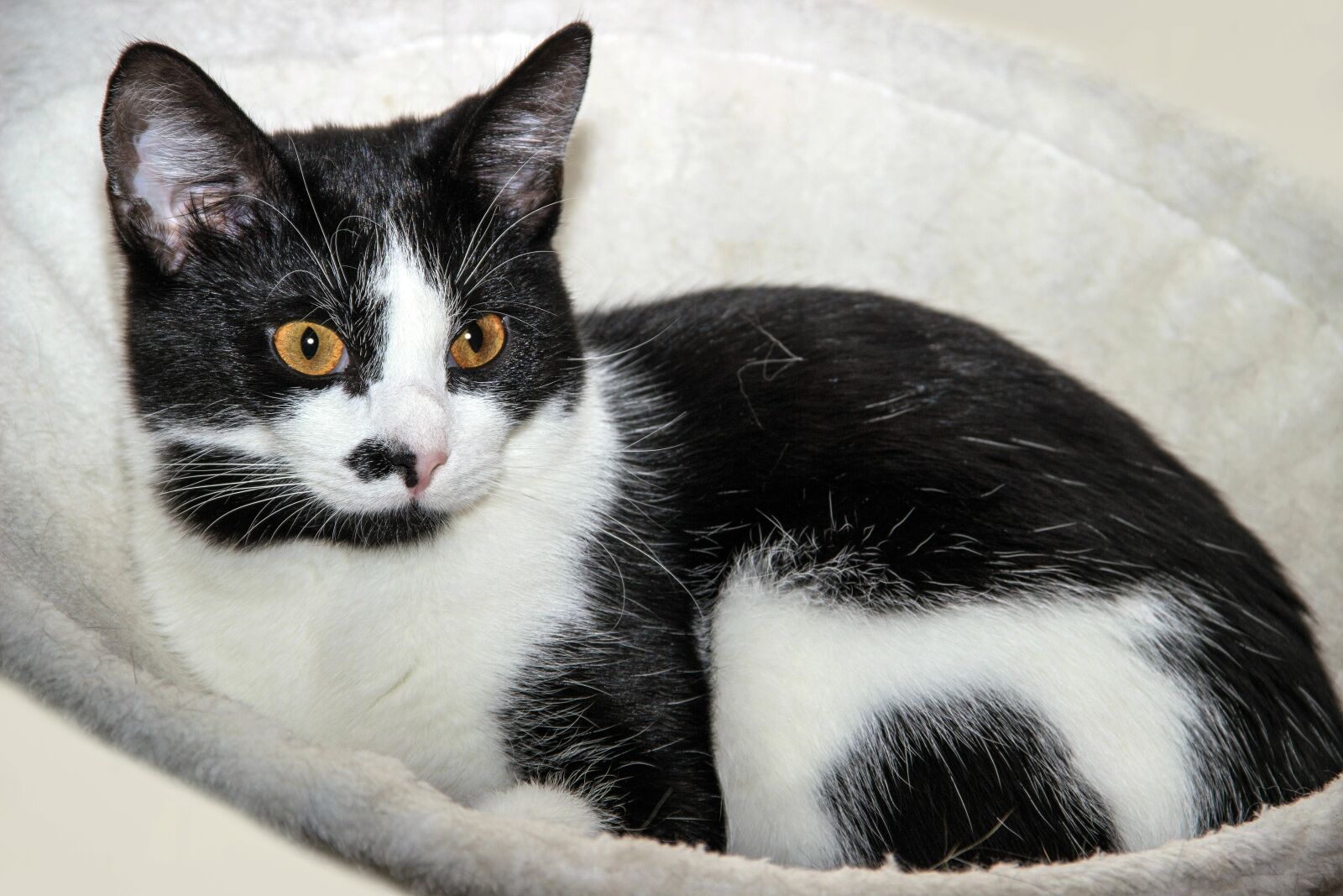 Canon EOS 600D (Rebel EOS T3i / EOS Kiss X5) sample photo. Cat, domestic cat, black photography