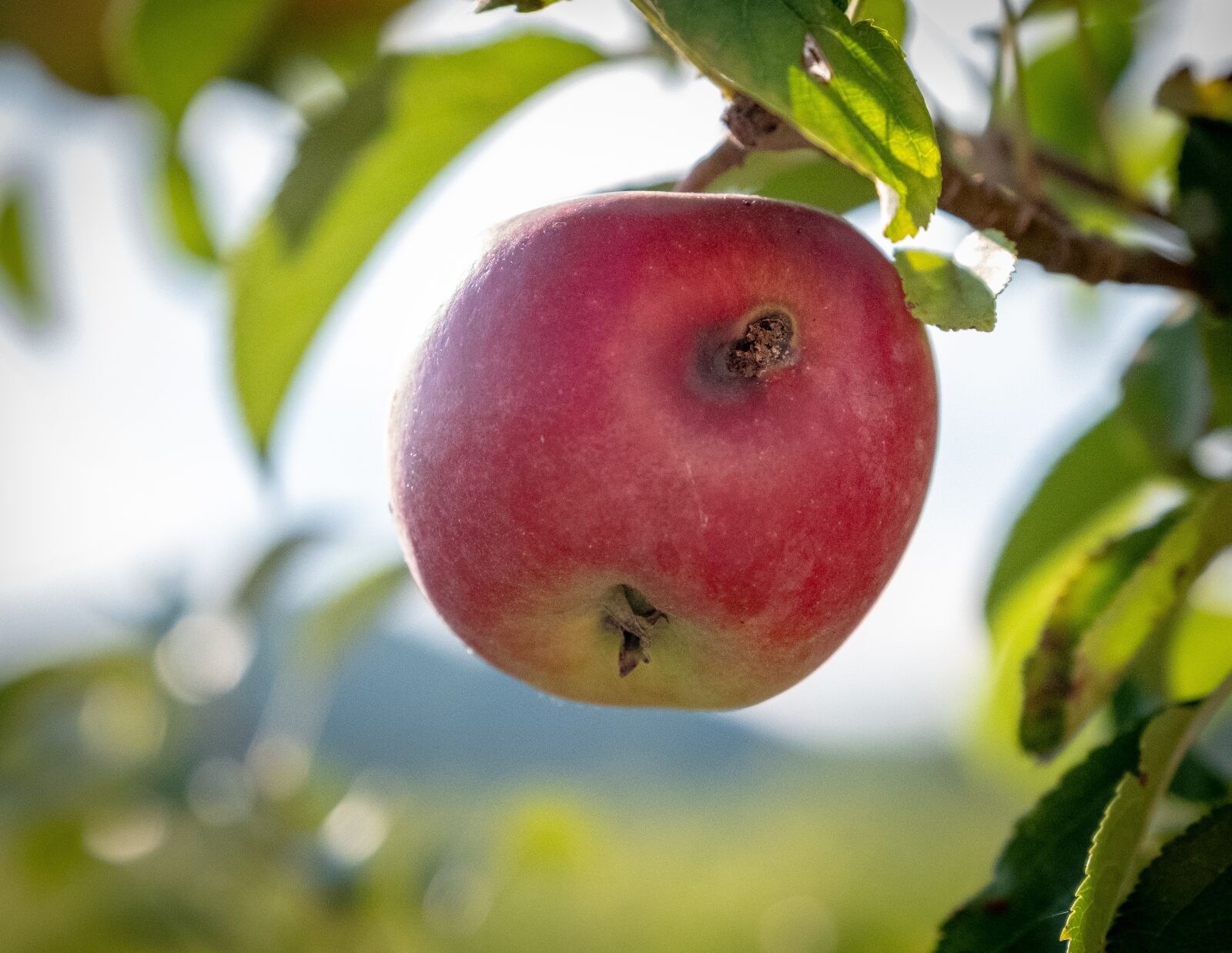 Fujifilm X-T2 sample photo. Apple, apple tree, fruit photography