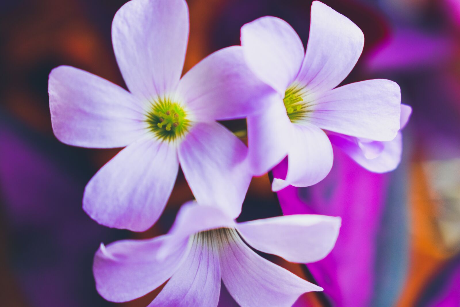 Nikon D3500 sample photo. Flowers, nature, flora photography