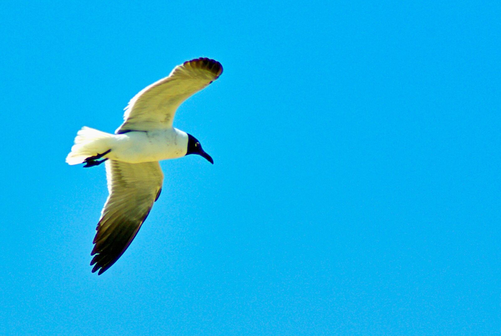 Pentax K10D sample photo. Seagull, bird, flight photography