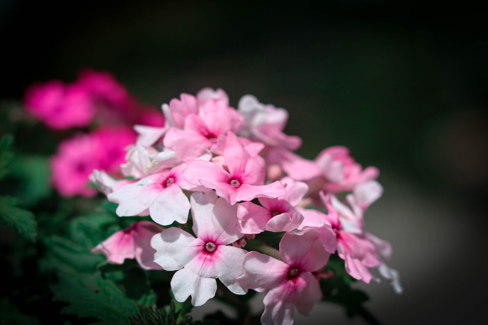 Canon EOS 750D (EOS Rebel T6i / EOS Kiss X8i) + Canon EF 50mm F1.8 STM sample photo. Flower, flowers, flower meadow photography