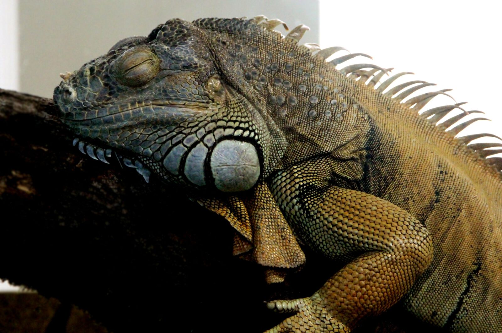 Canon EOS 650D (EOS Rebel T4i / EOS Kiss X6i) sample photo. Iguana, green iguana, male photography