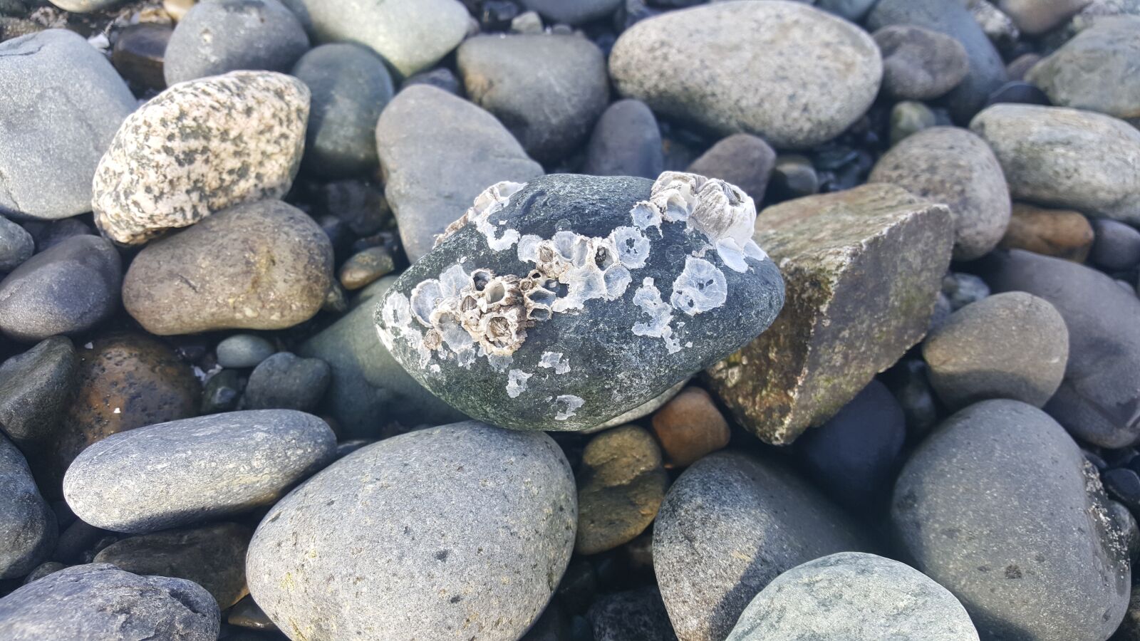 Samsung Galaxy S6 sample photo. Barnacles, rocks, marine photography