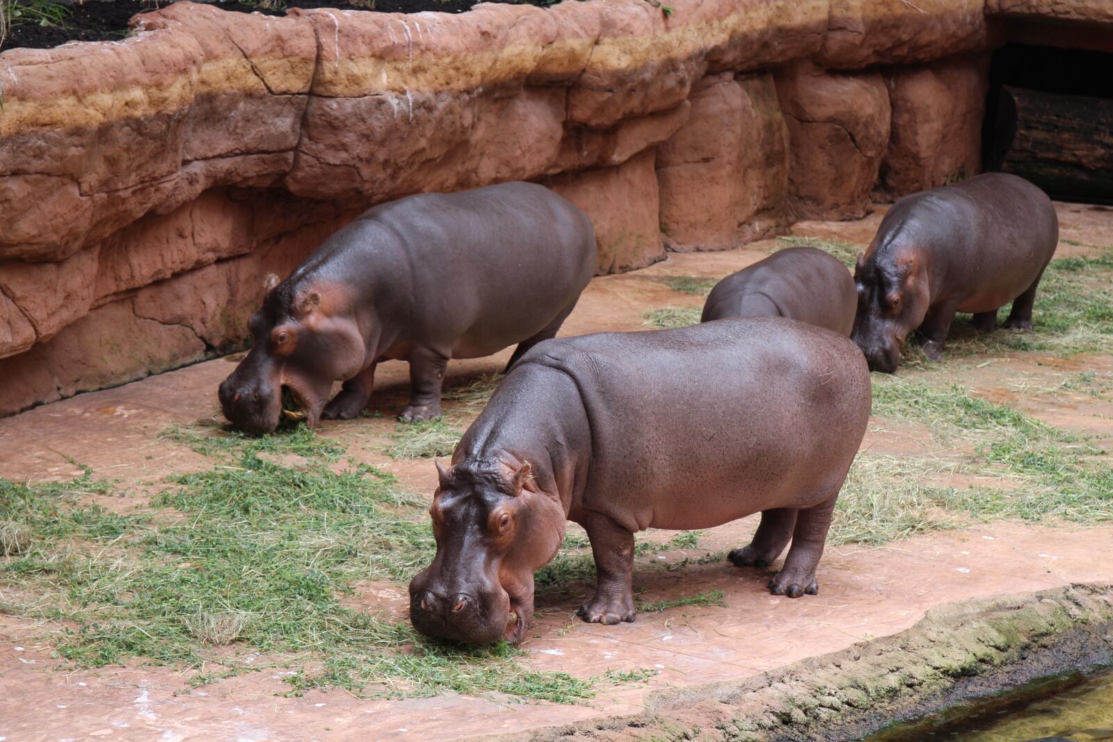 Canon EOS 700D (EOS Rebel T5i / EOS Kiss X7i) + Canon EF 24-70mm F4L IS USM sample photo. Zoo, hippo, catwalk photography