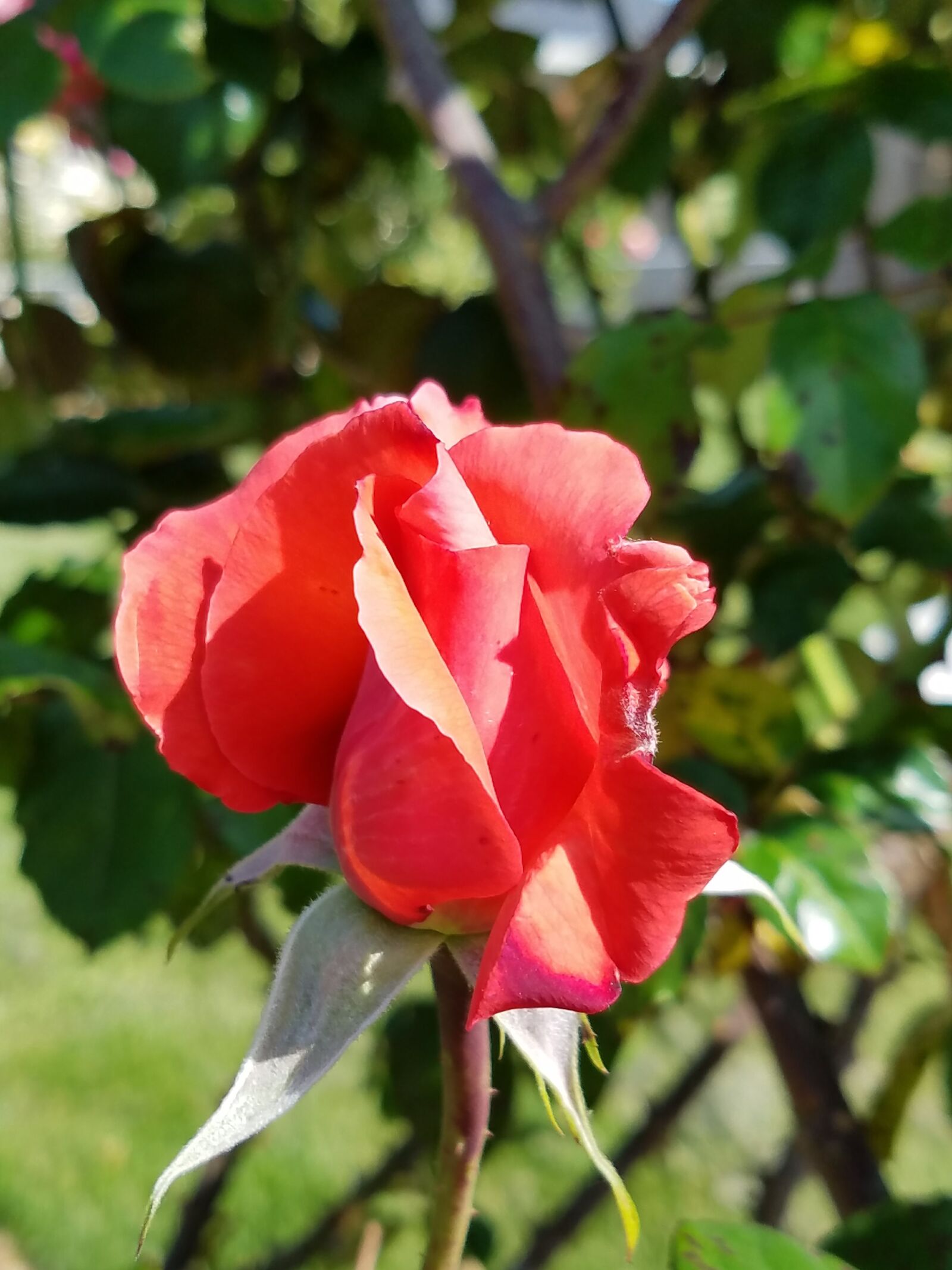 Samsung Galaxy S7 Edge sample photo. Flowers, rose, bloom photography