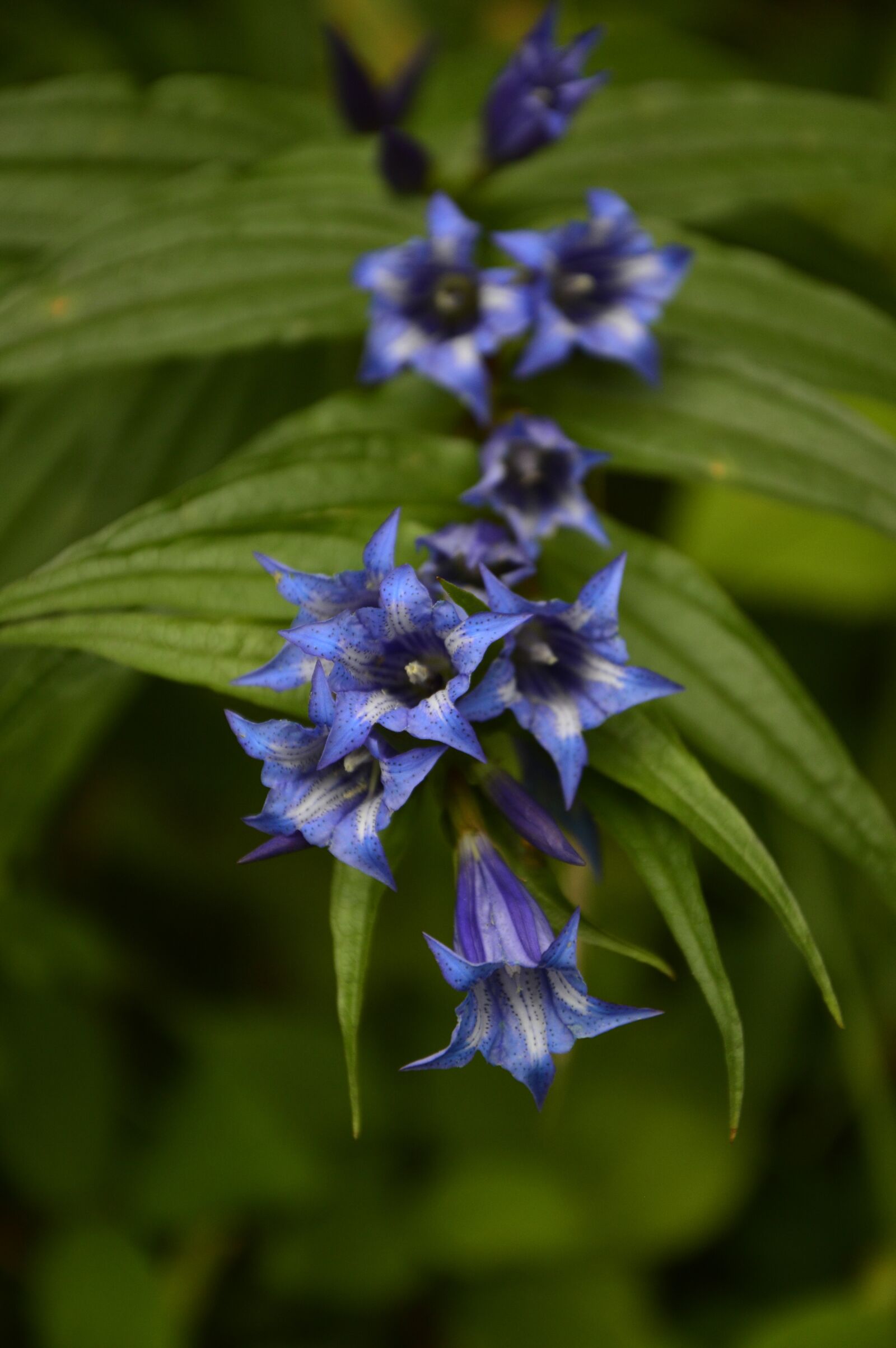 Nikon D3200 sample photo. Flower, ringtone, plants photography