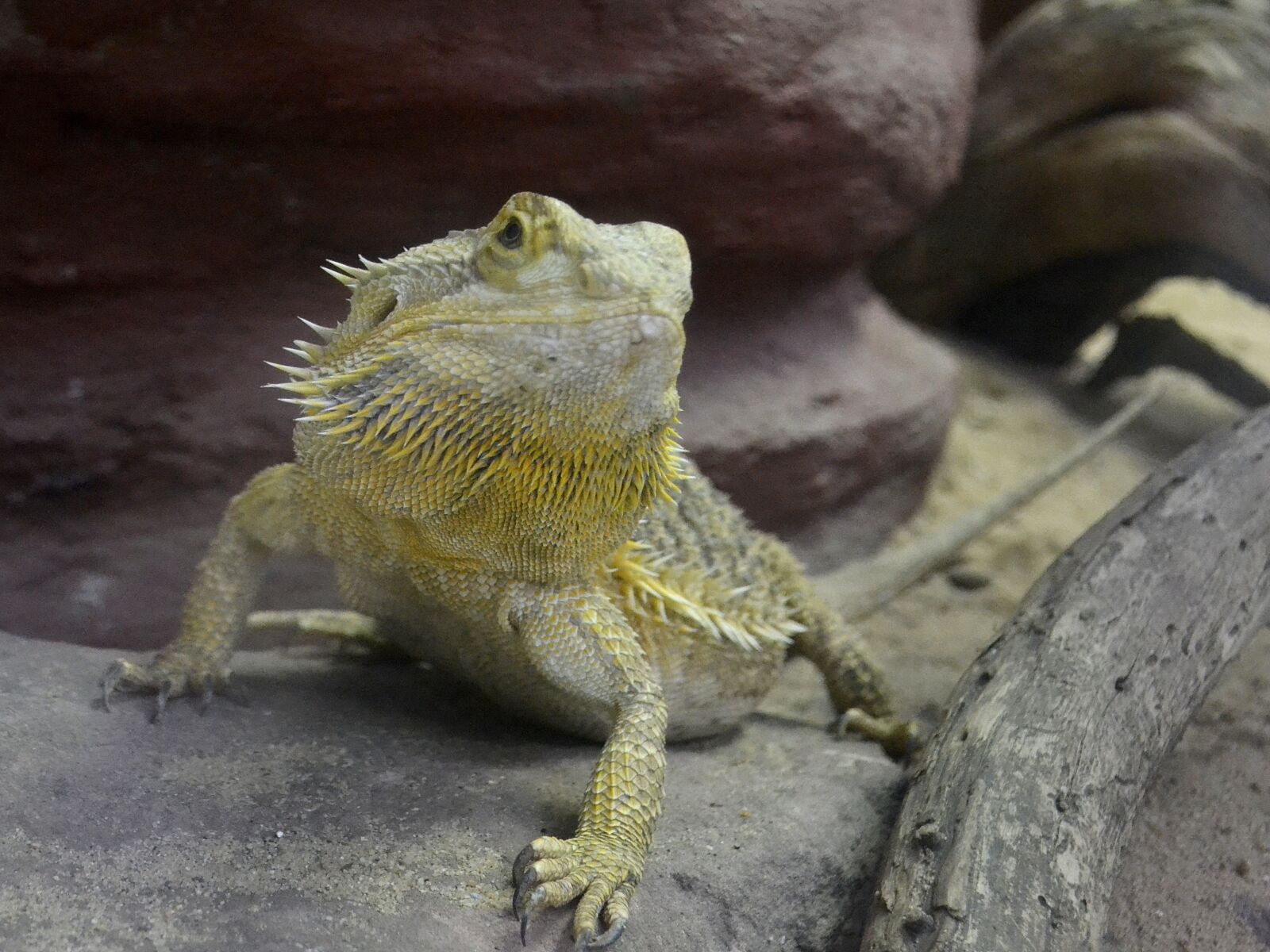 Nikon D3100 sample photo. Lizard, animal, reptile photography