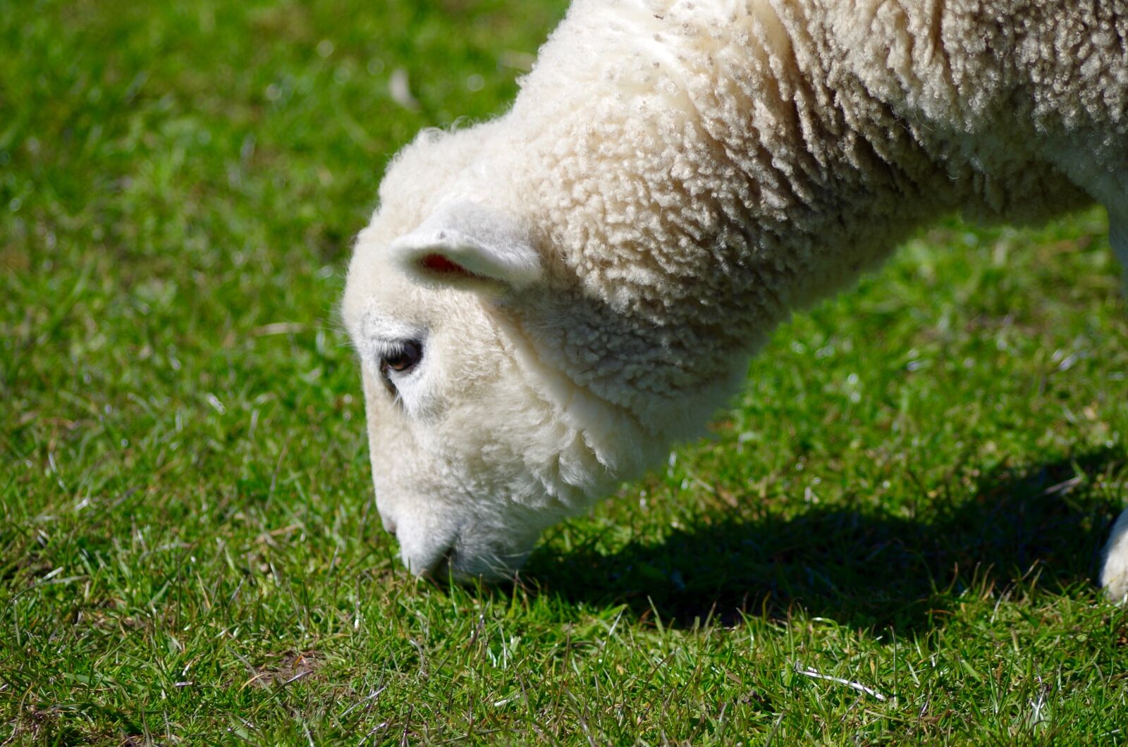 Pentax K-30 sample photo. Sheep, wool, animal photography