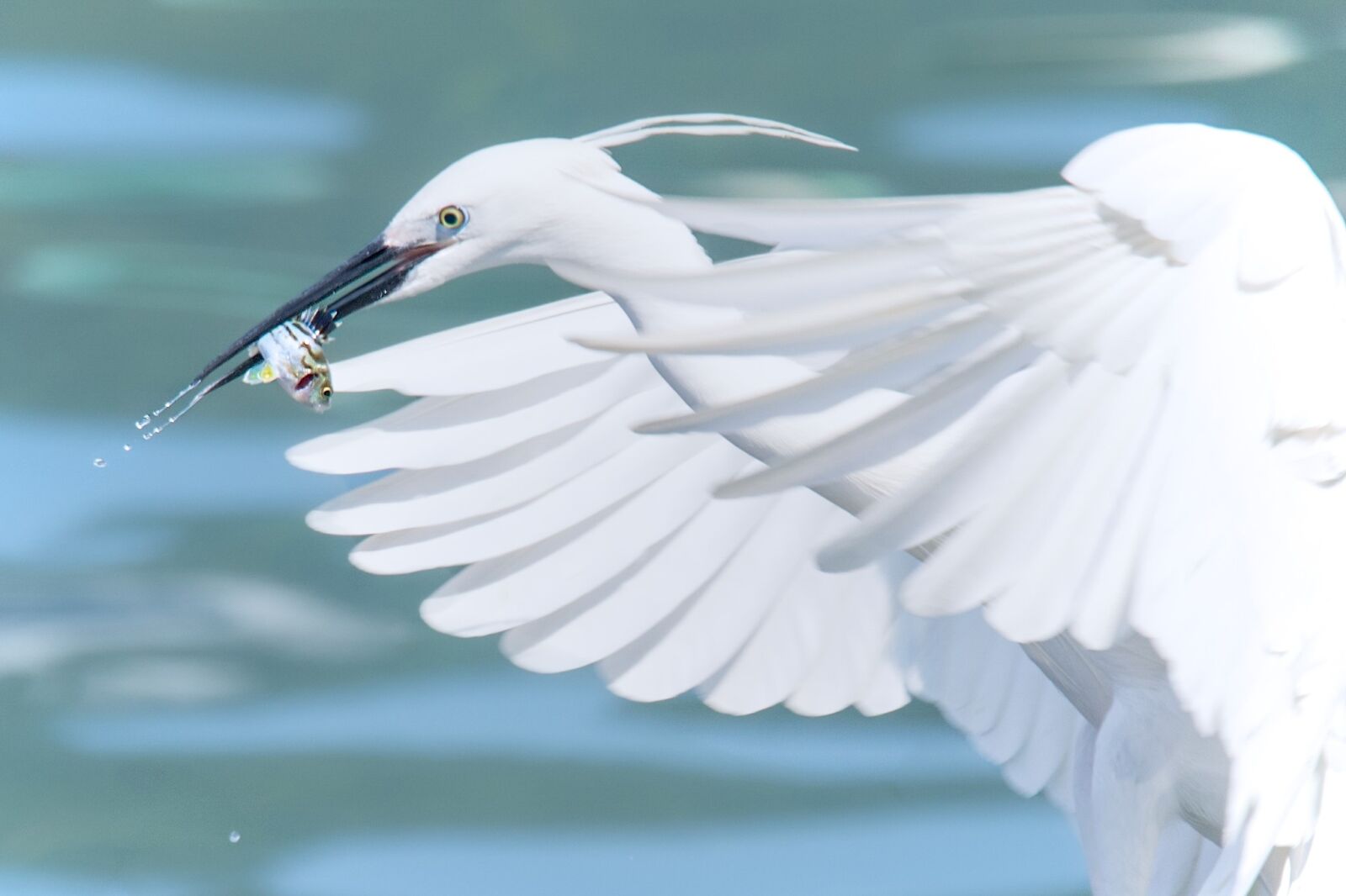 Nikon D7200 sample photo. White heron, flying, fish photography