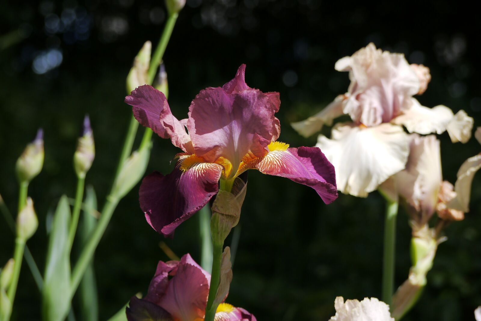 Panasonic Lumix DMC-G3 sample photo. Iris, flowers, flower photography