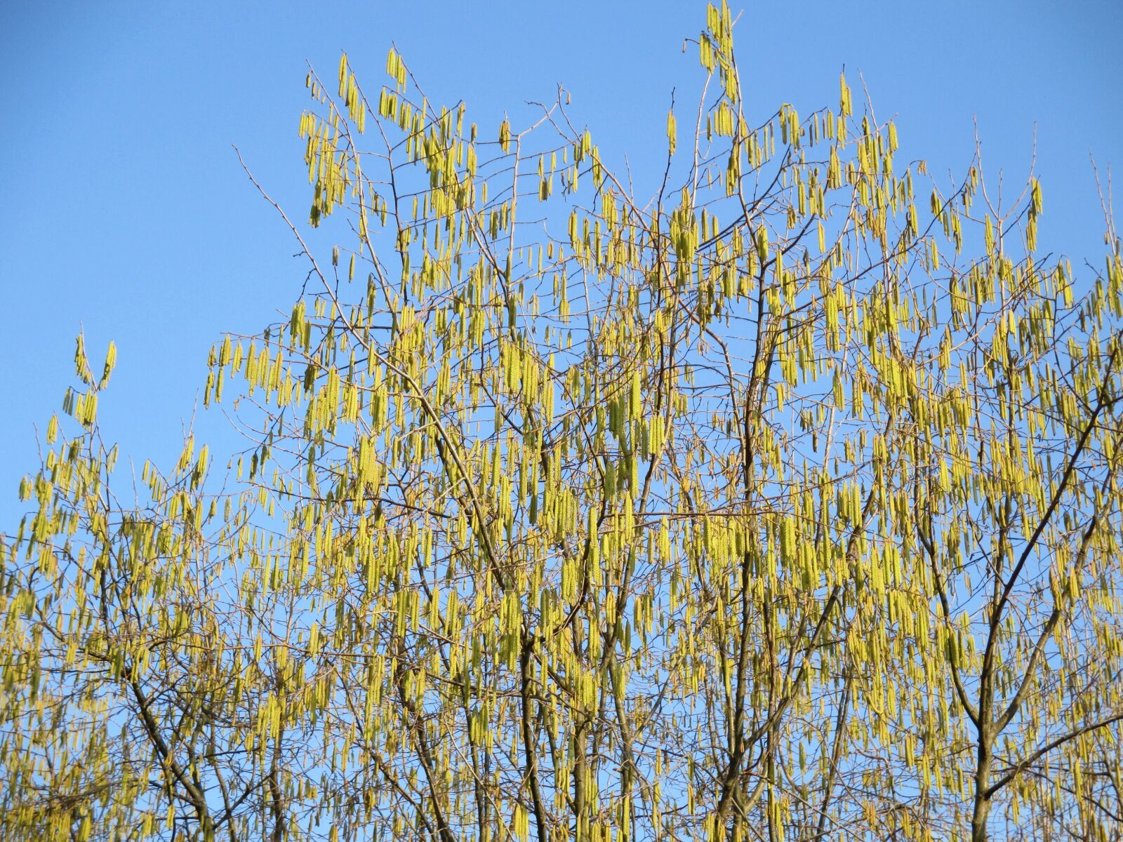 Canon PowerShot ELPH 115 IS (IXUS 132 / IXY 90F) sample photo. Haselzoetteli, tree, aesthetic photography