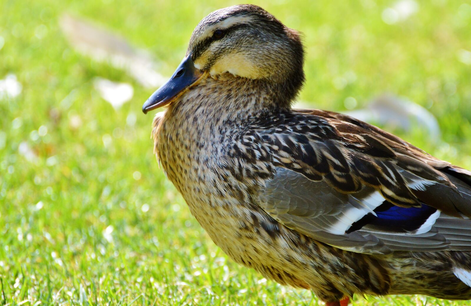 Nikon D3200 sample photo. Ducks, waterfowl, mallard photography