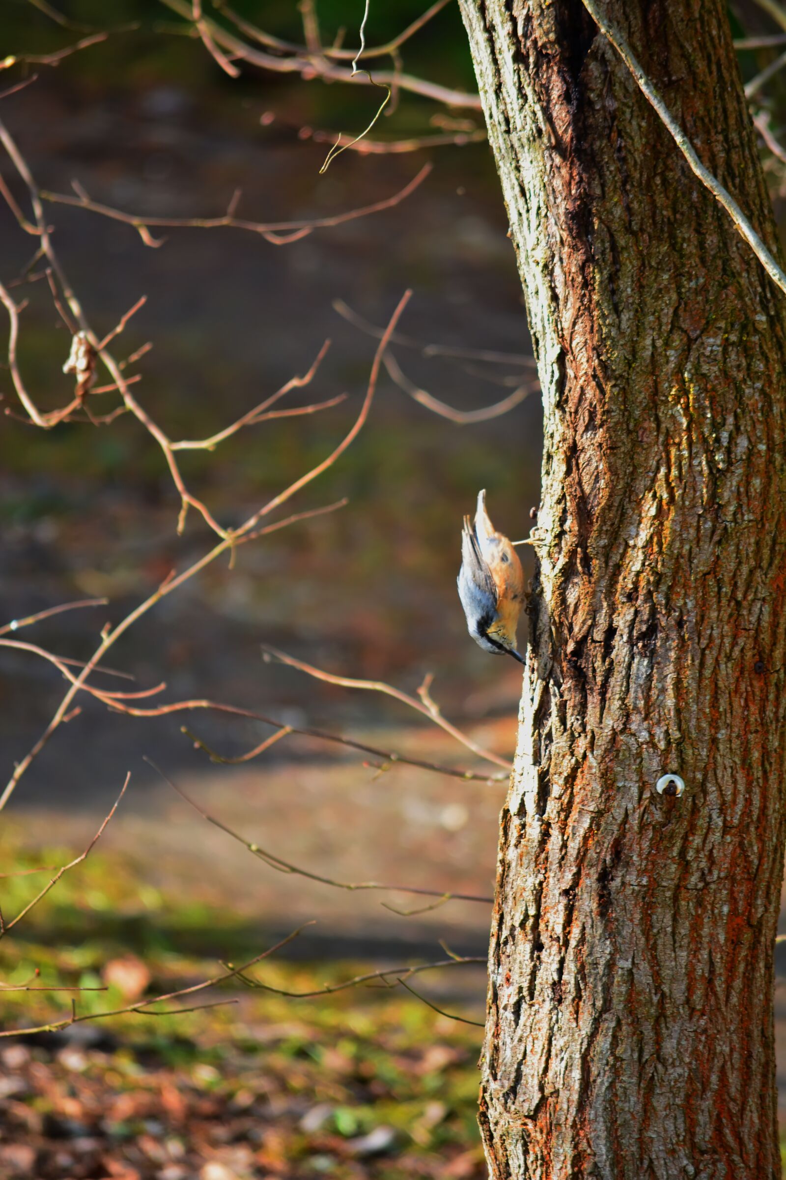 Nikon D5200 sample photo. Bird, tree, nature photography