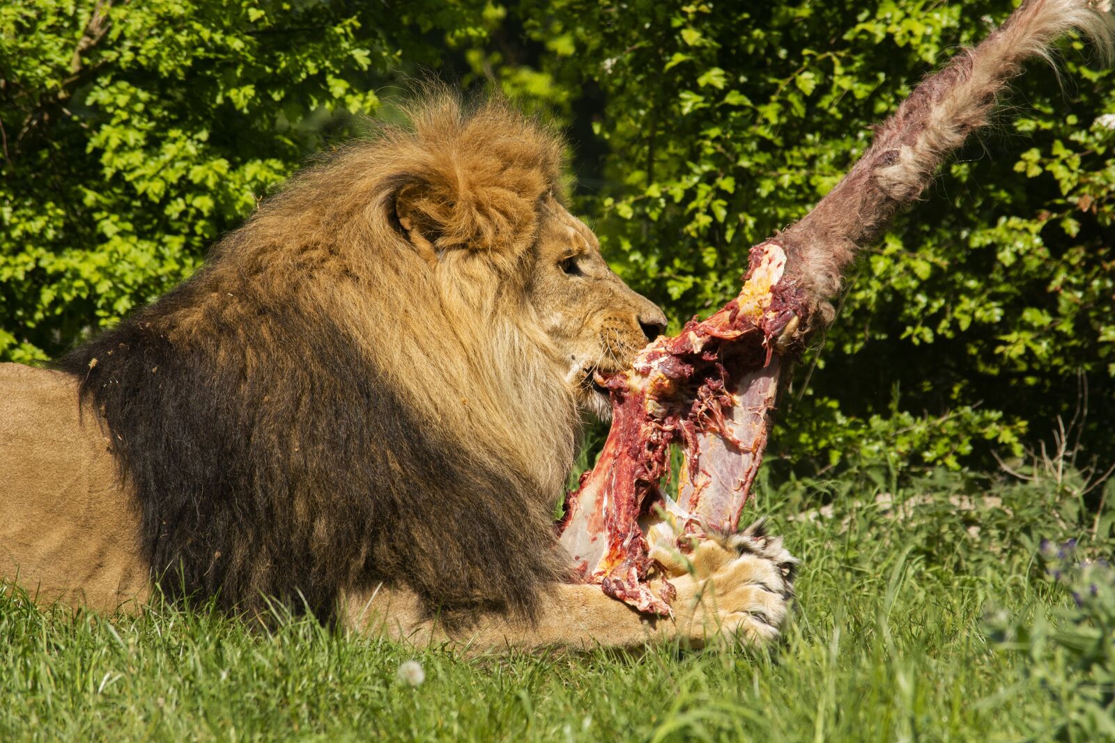 Nikon D5200 sample photo. Lion, zoo, expensive photography