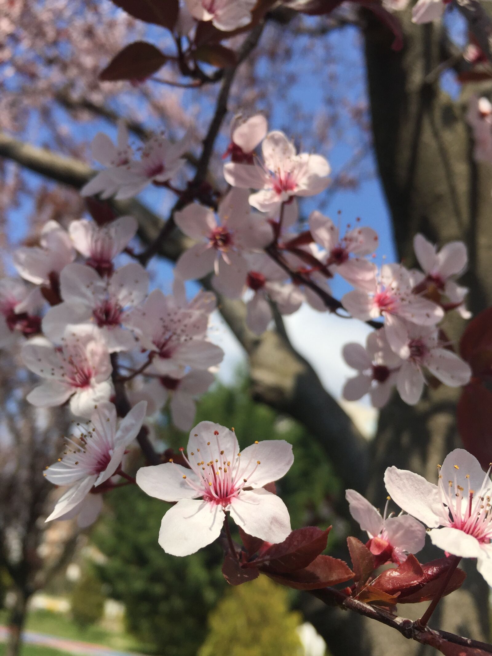 iPhone 6 back camera 4.15mm f/2.2 sample photo. Spring, leaves, flower photography