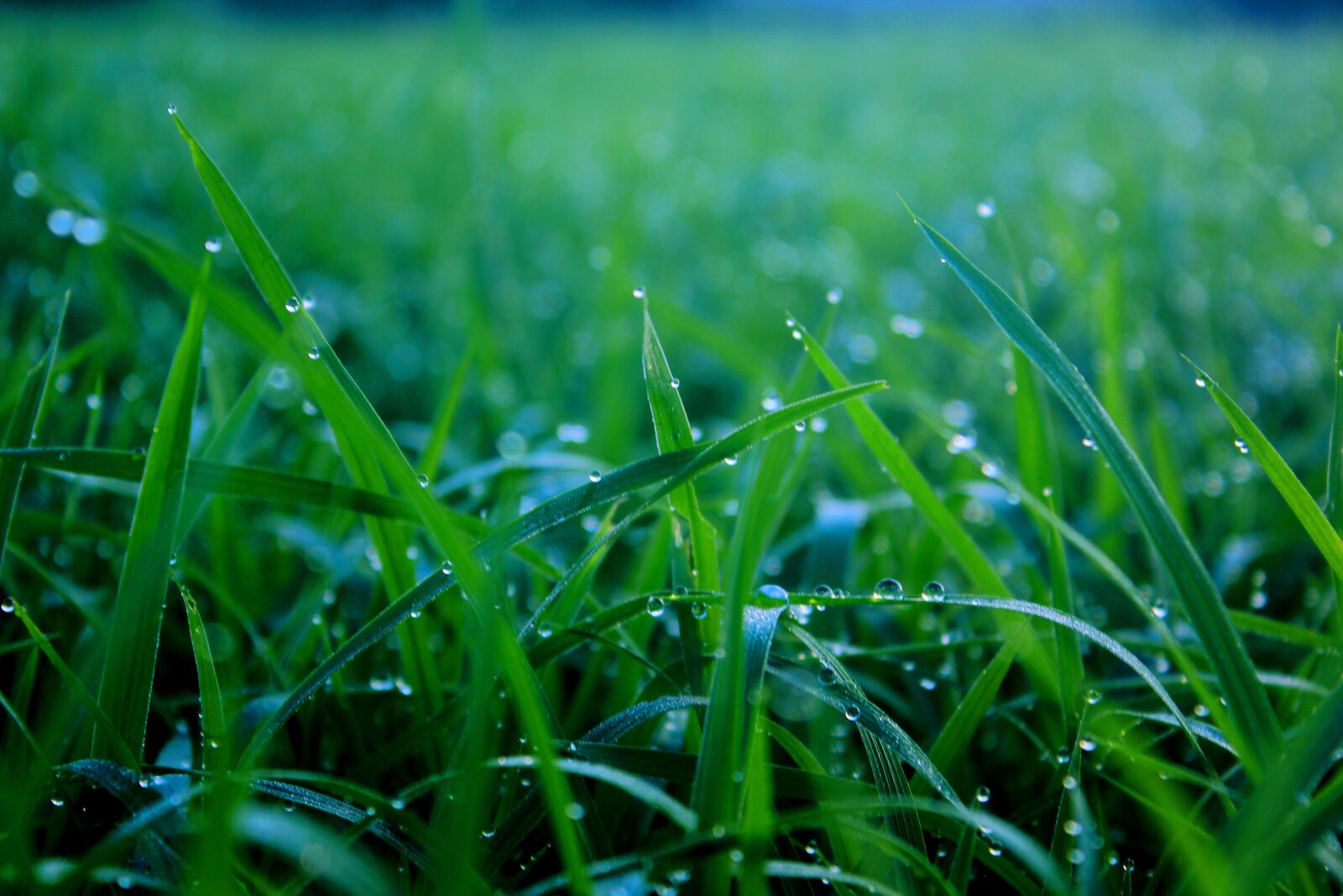 Canon EOS 550D (EOS Rebel T2i / EOS Kiss X4) sample photo. Grass, field, green photography