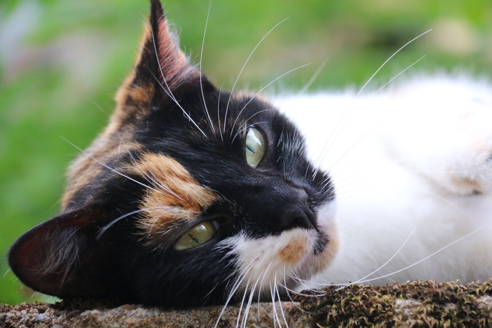 Canon EOS 70D sample photo. Cat, feline, cute photography