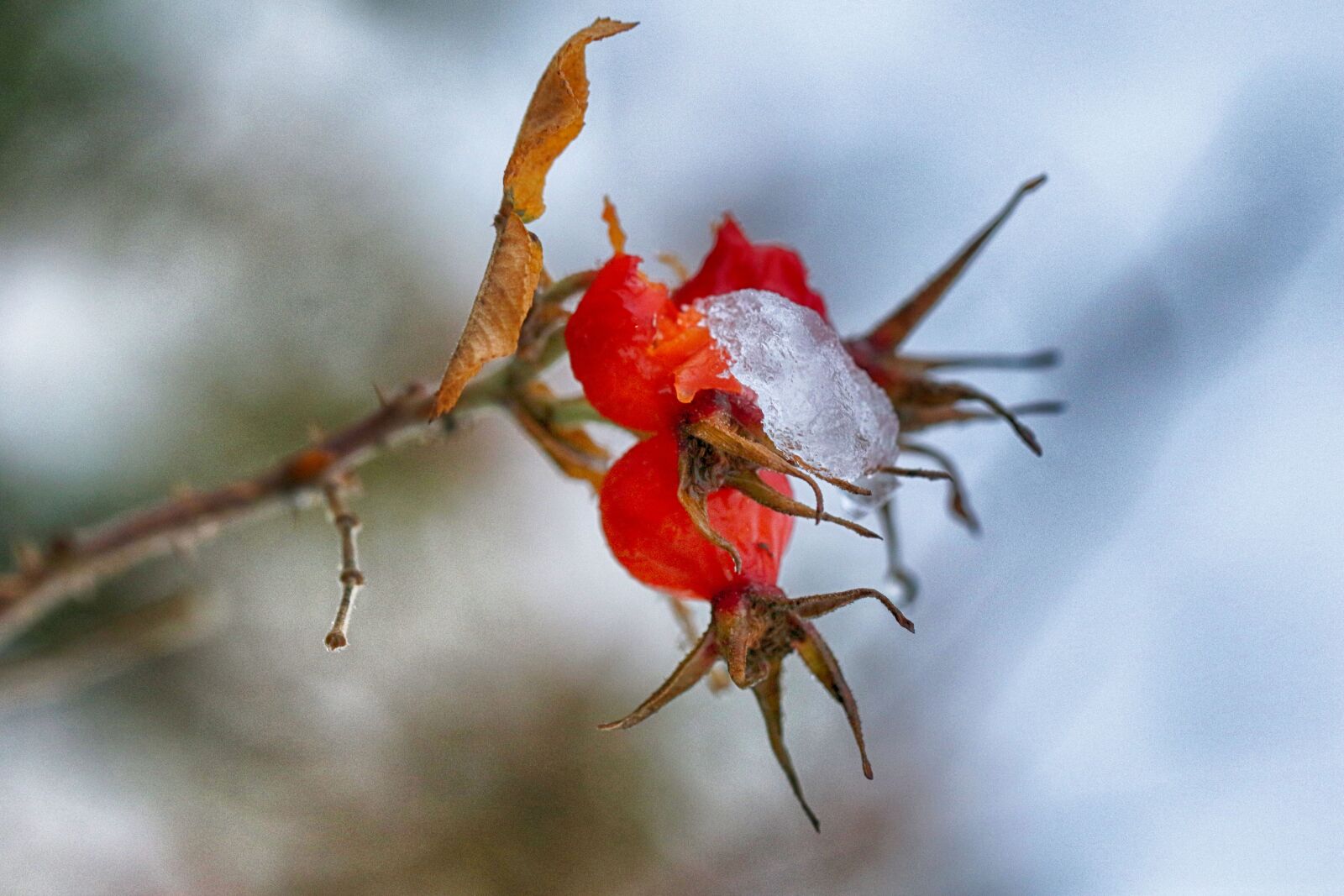 Canon EF 100mm F2.8L Macro IS USM sample photo. Rose hip, snow, frost photography