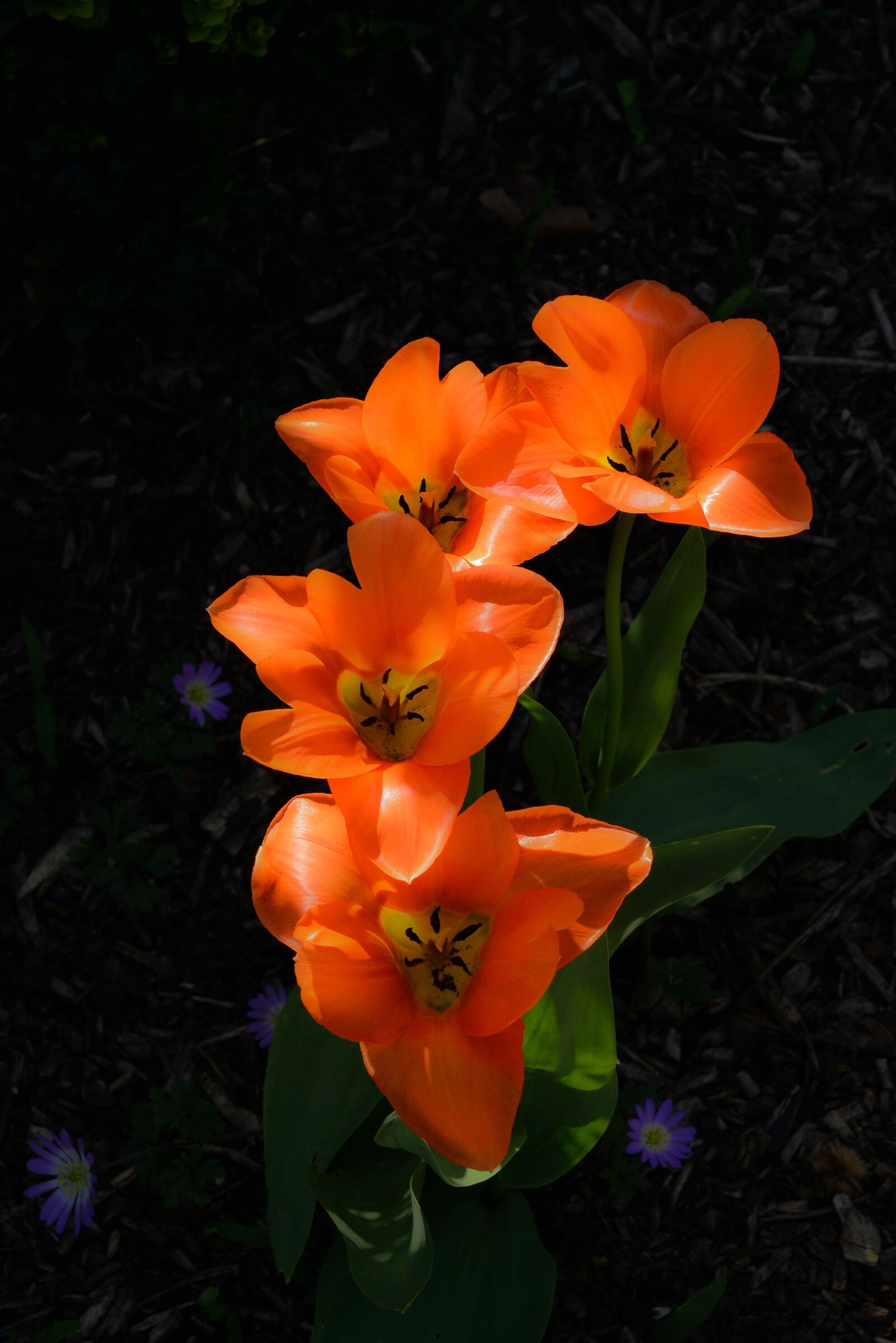 Nikon D800 sample photo. Garden, botany, flower photography