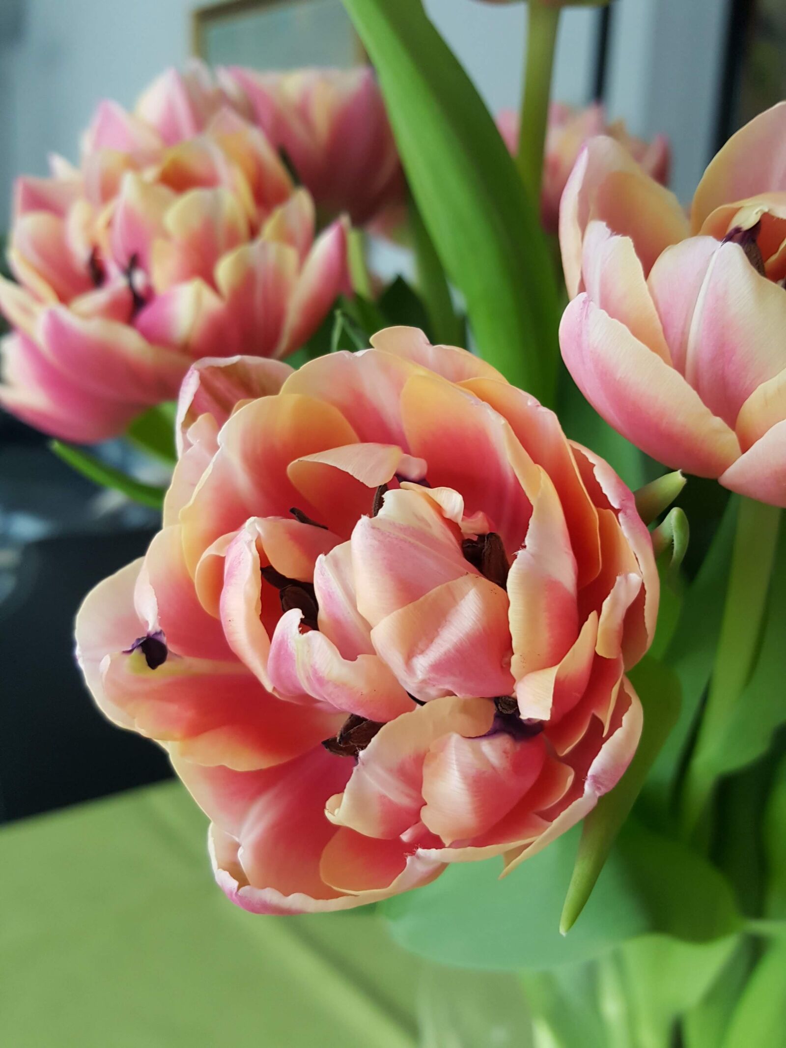 Samsung Galaxy S6 sample photo. Flower, tulip, multicolour photography